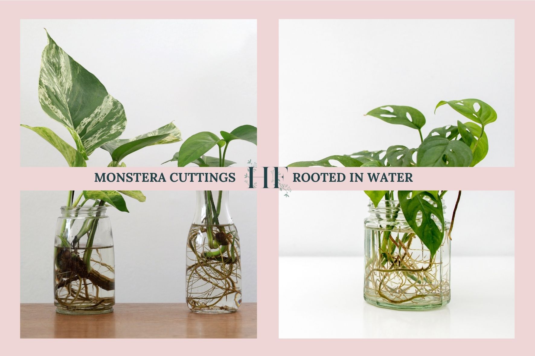 monstera-cuttings-rooted-in-water