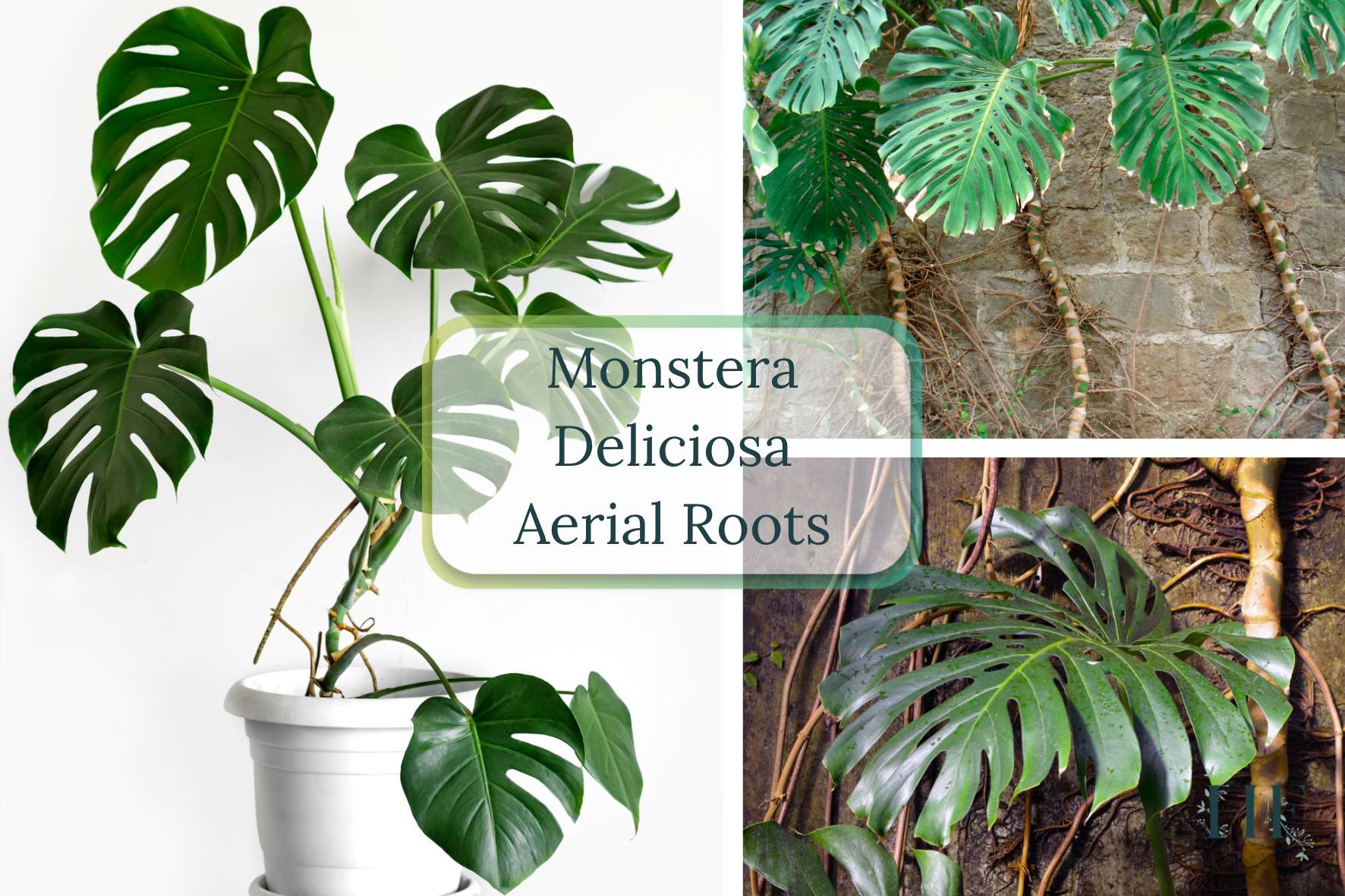 monstera-deliciosa-aerial-root