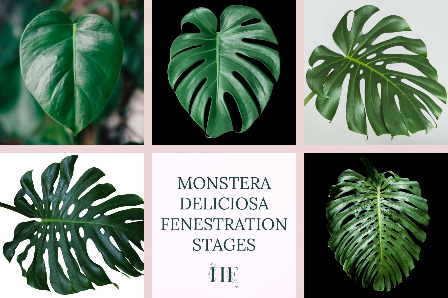 monstera-deliciosa-fenestration-stages