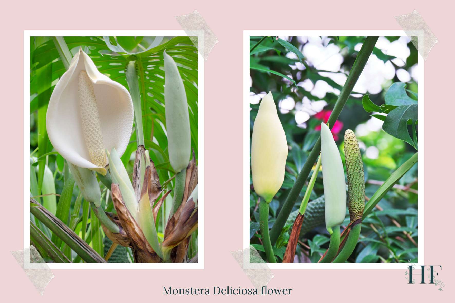 monstera-deliciosa-flower