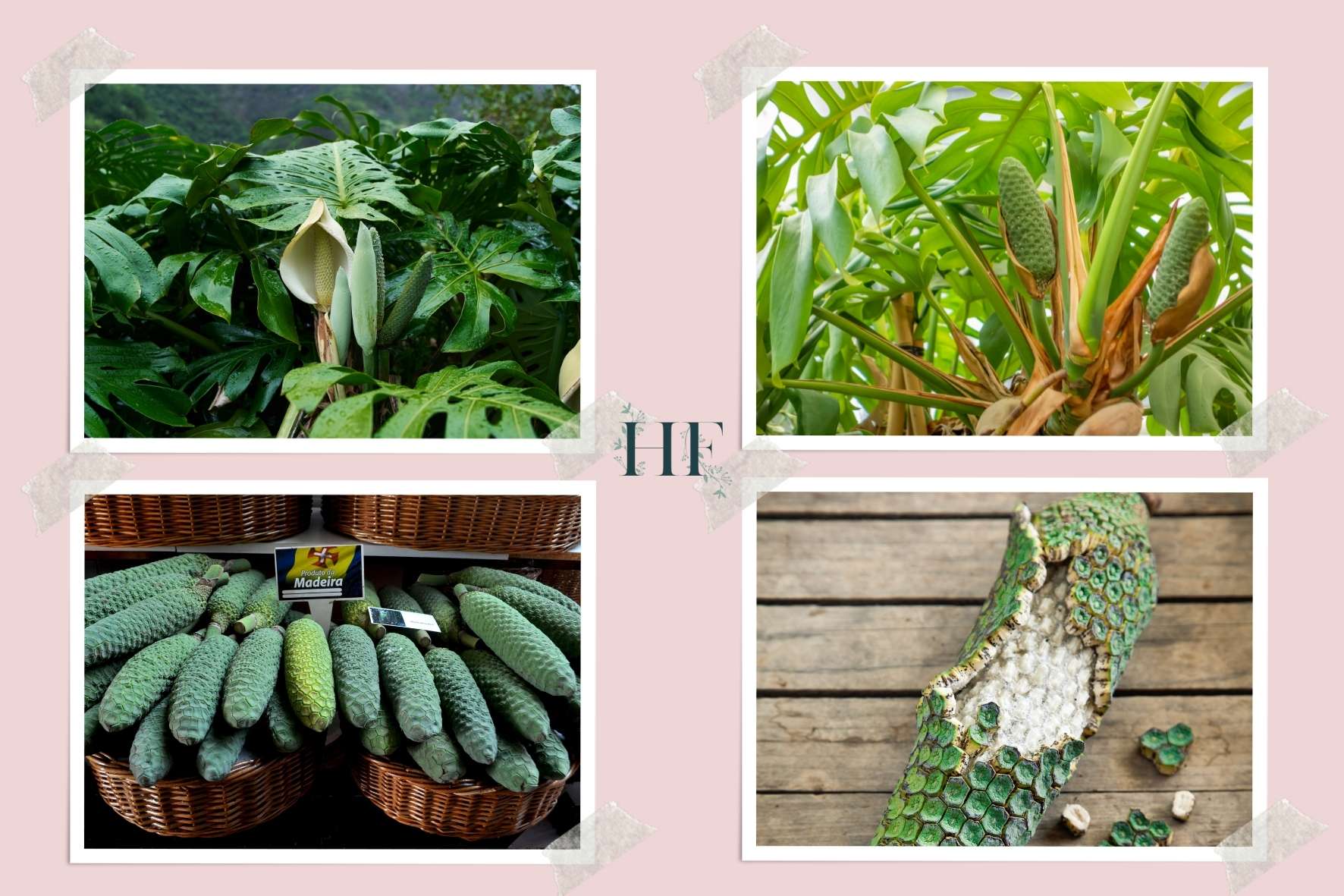 monstera-deliciosa-fruit-facts