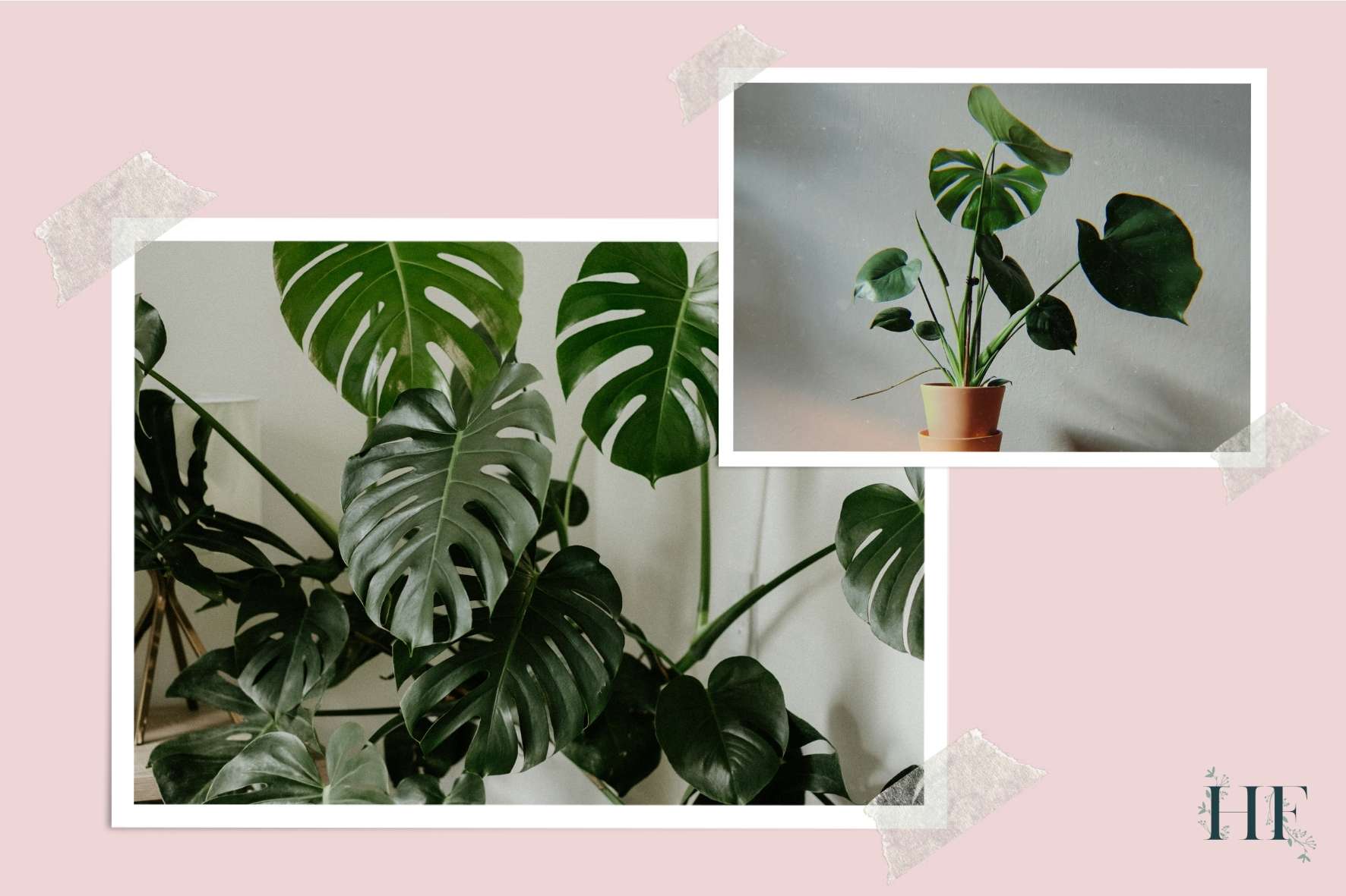 monstera-deliciosa-names-facts