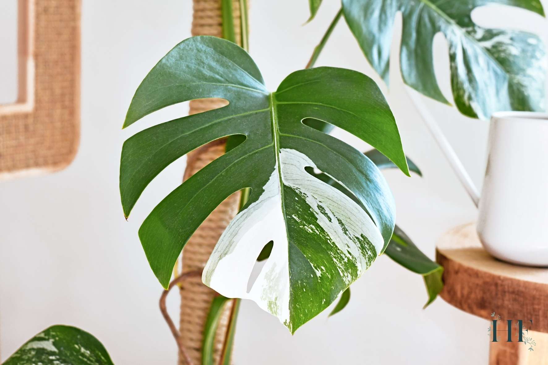 monstera-deliciosa-watering