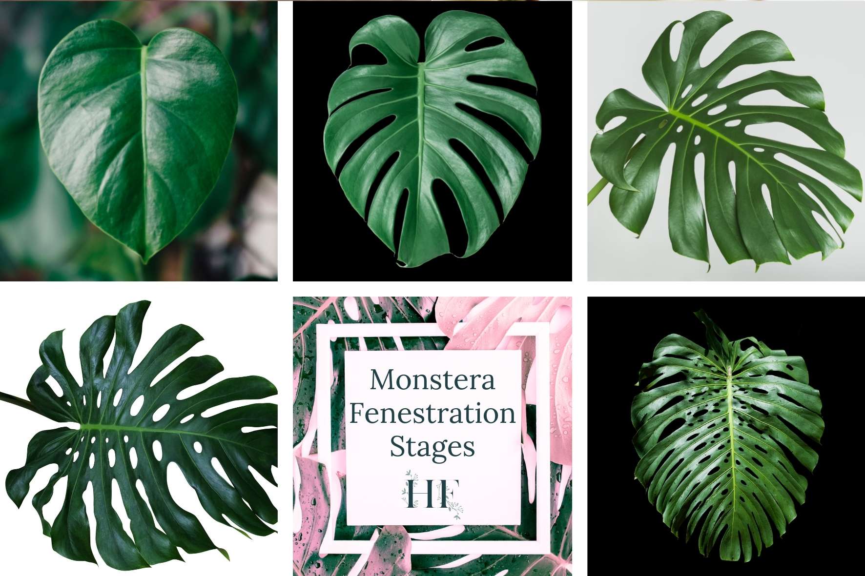 monstera-fenestration-stages