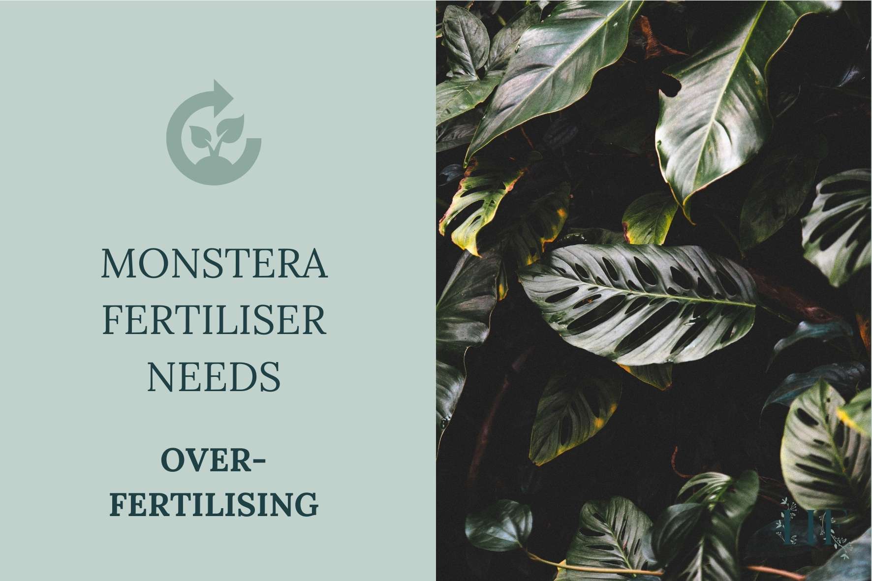 monstera-fertilising-needs-over-fertilising