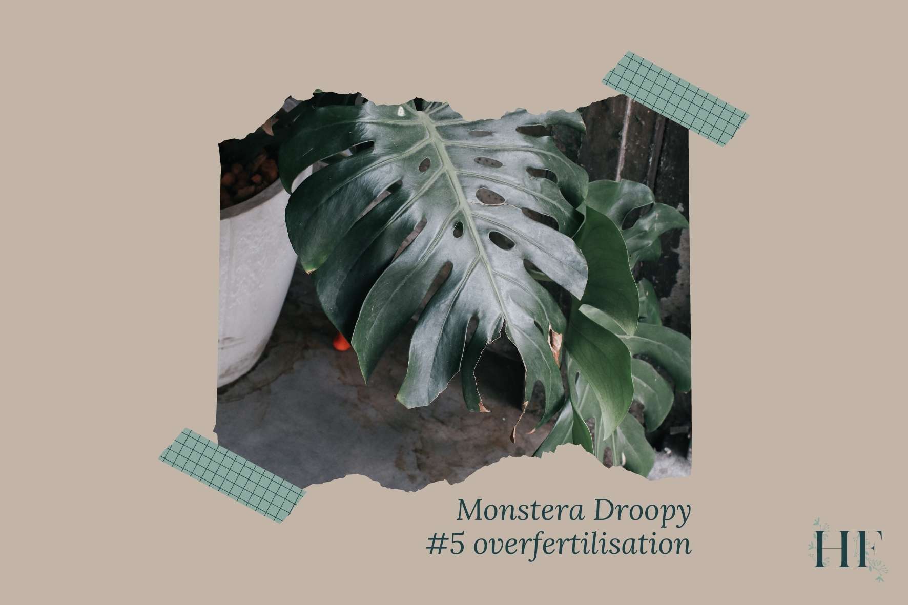 monstera-floppy-leaves