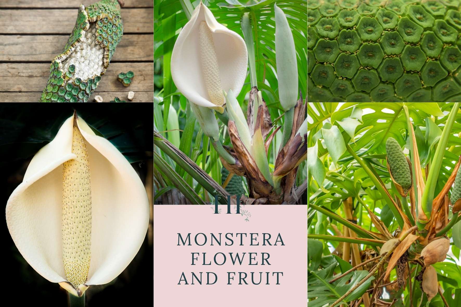 monstera-flower-and-fruit