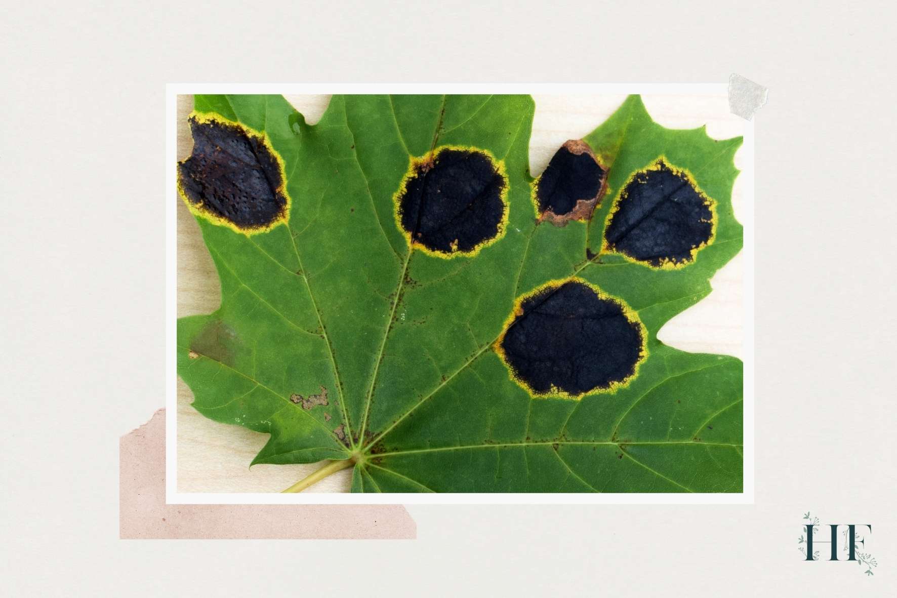 monstera-fungal-diseases-fungal-leaf-spots