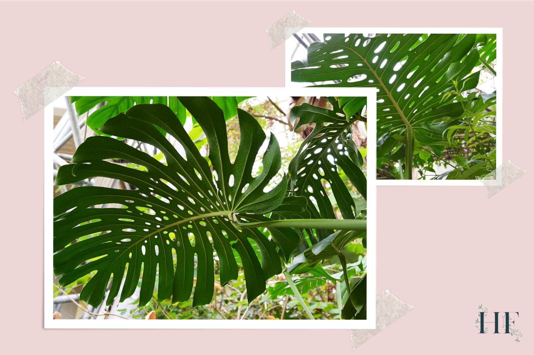 monstera-geniculum-facts