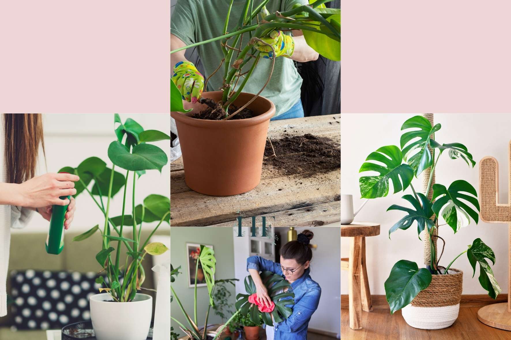 Monstera Growth Rate, Life Cycle and Lifespan Facts and Tips