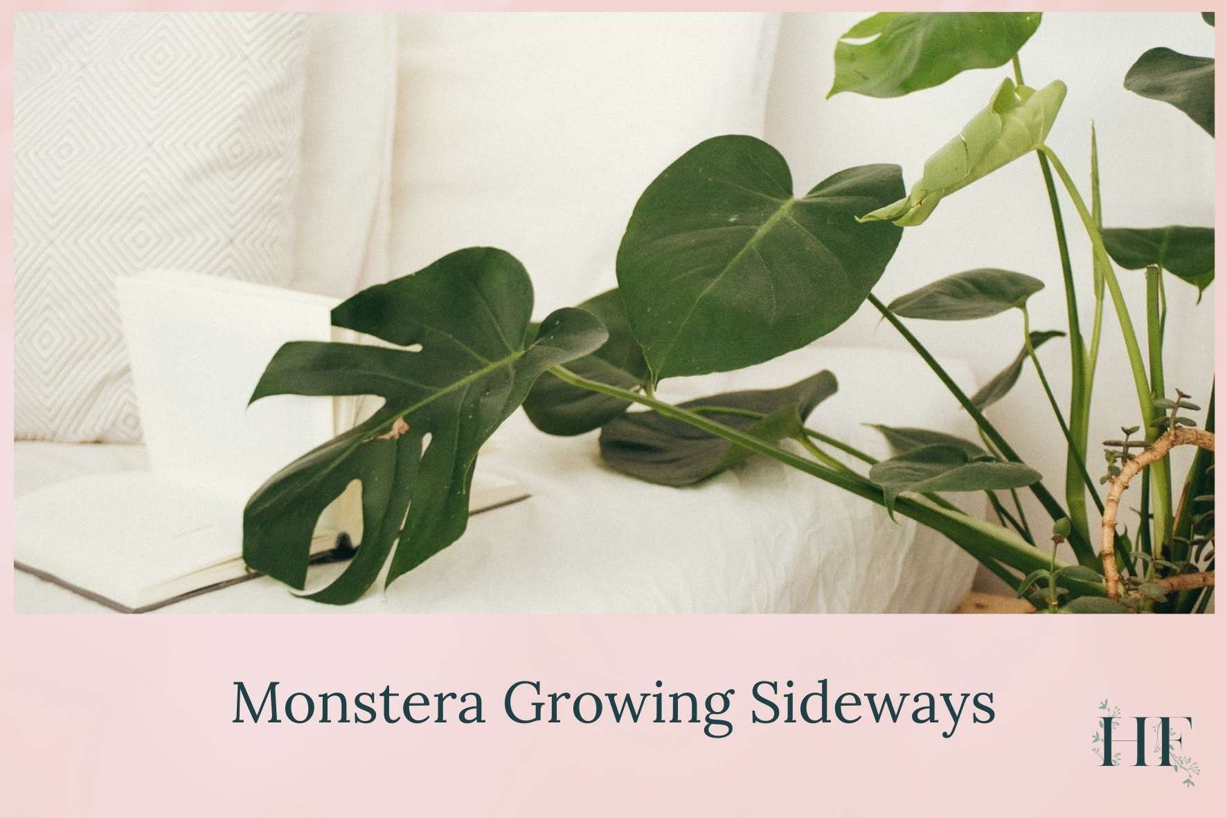monstera-growing-sideways