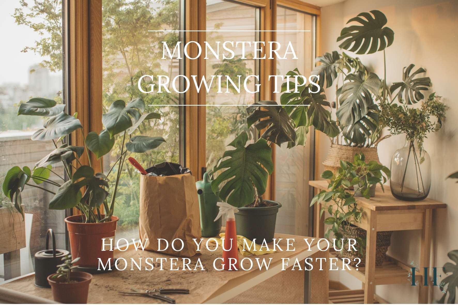monstera-growing-tips