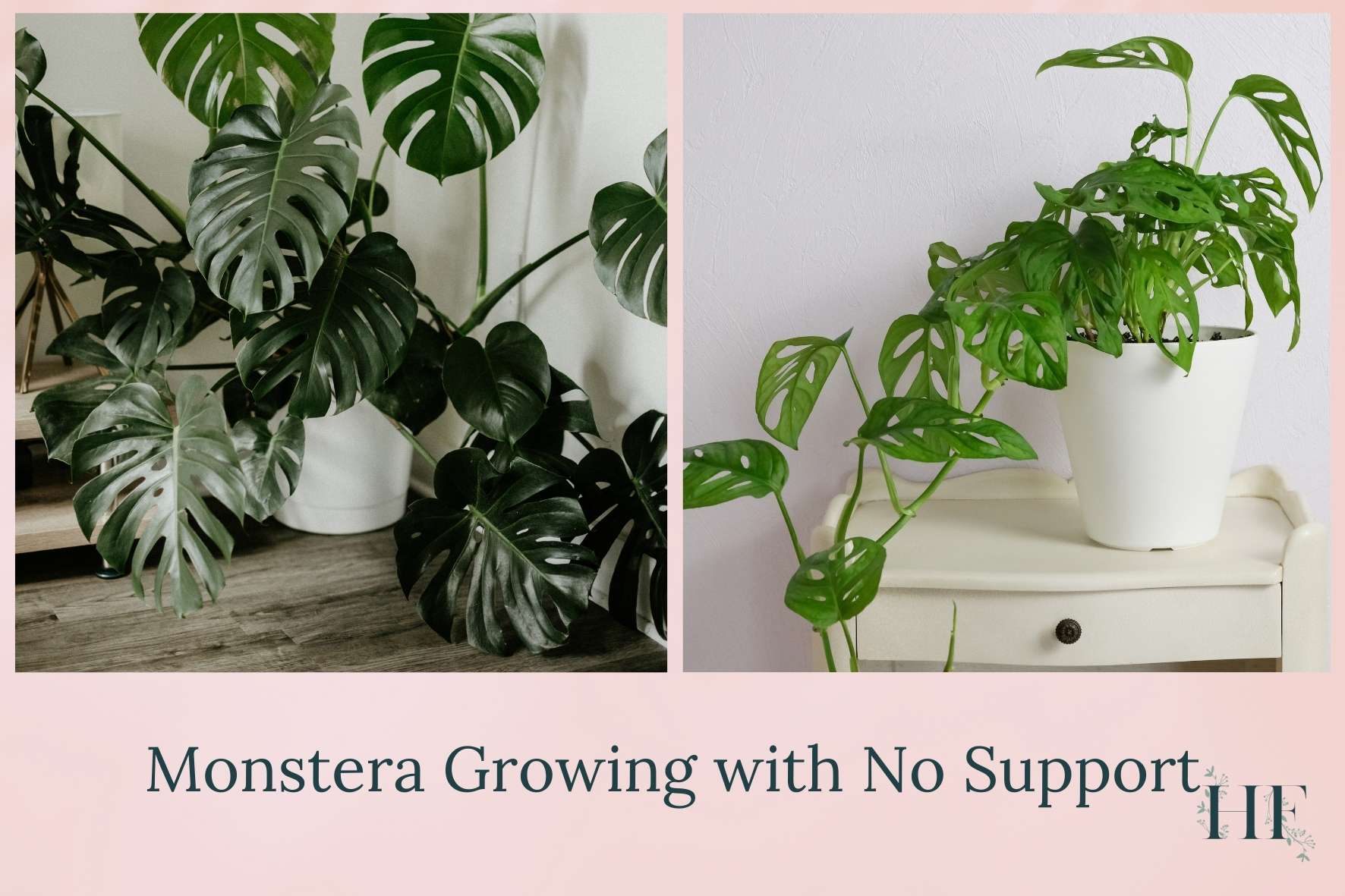 monstera-growing-with-no-support