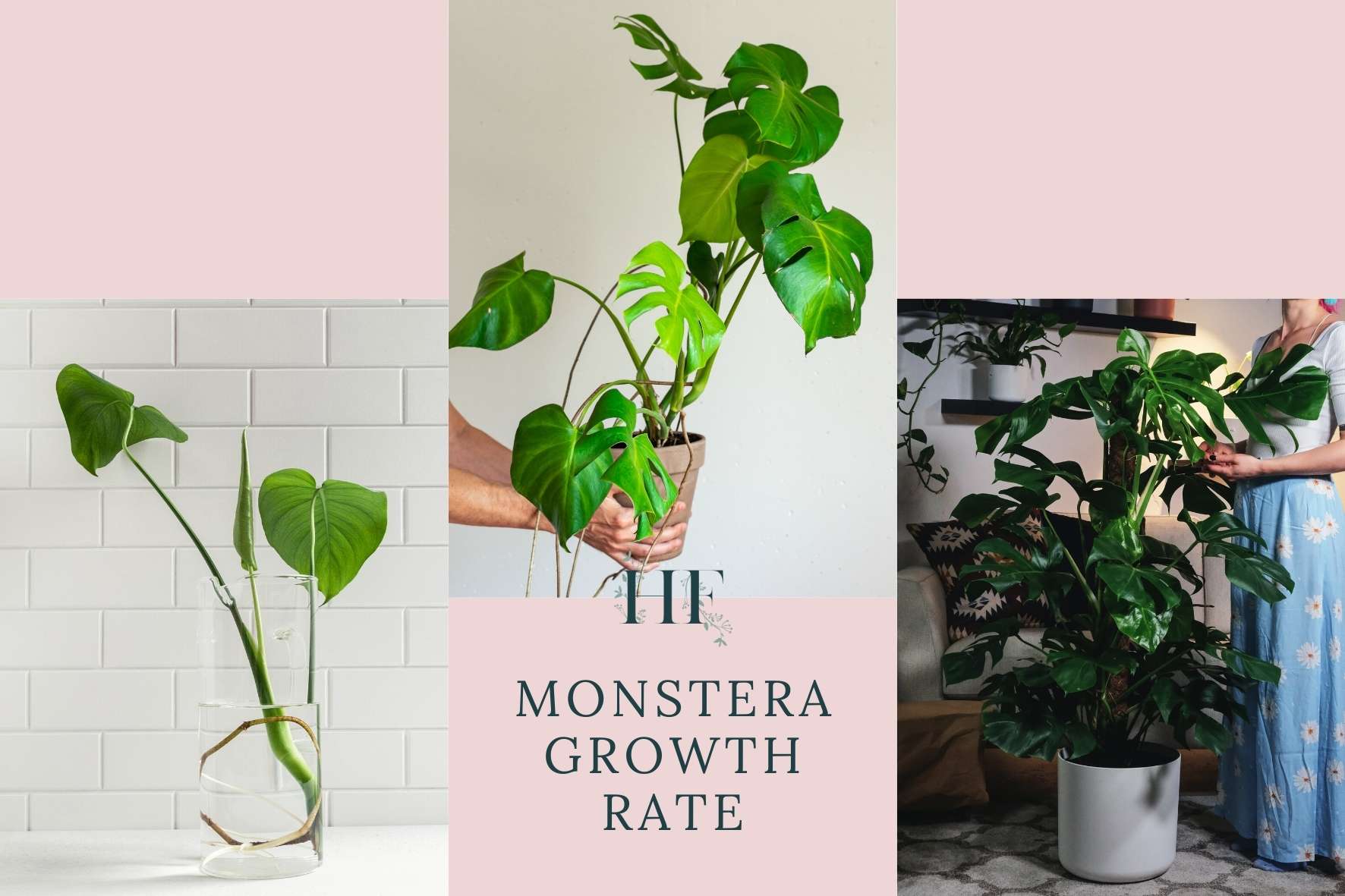 monstera-growth-rate