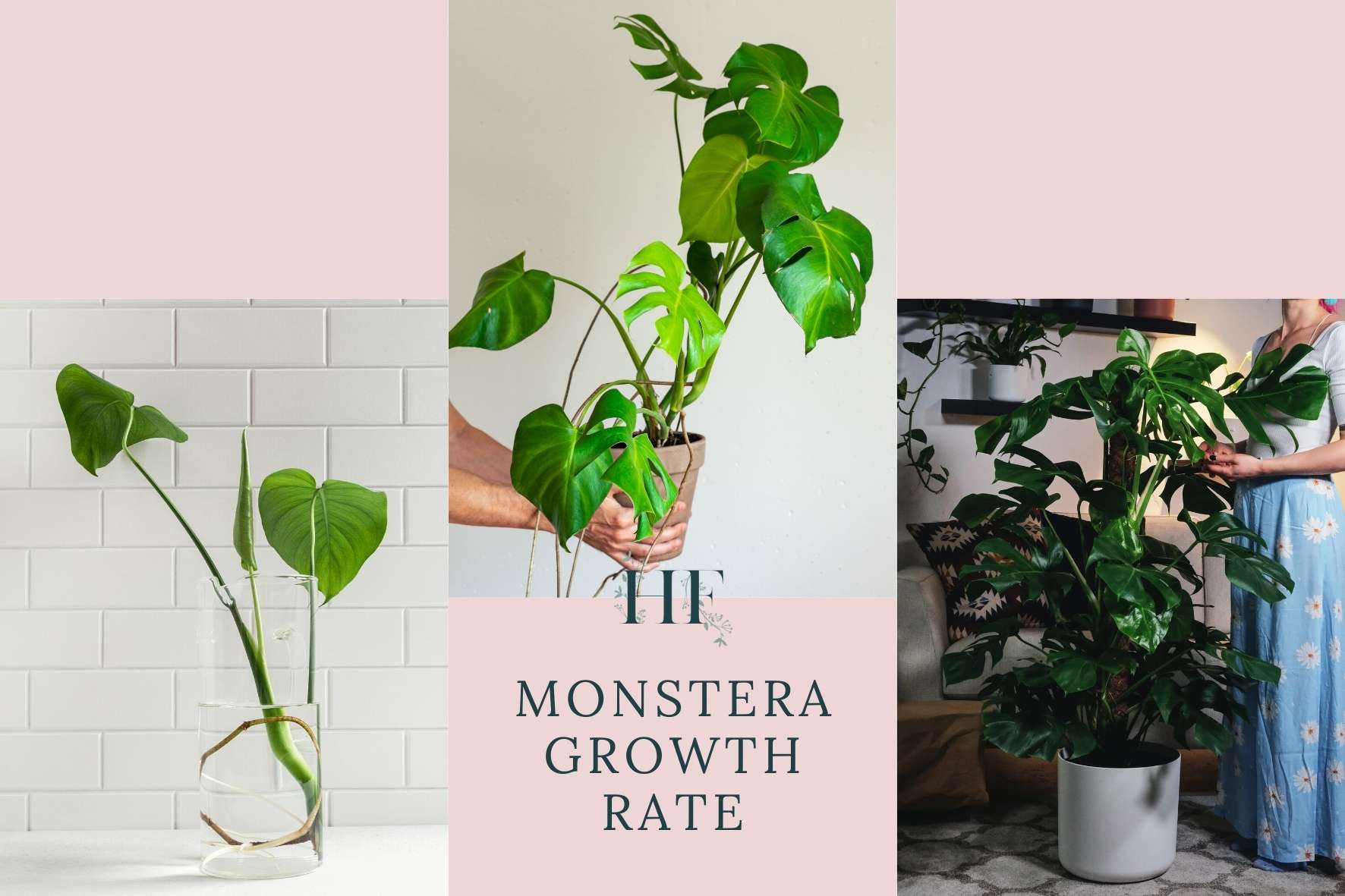 Monstera Growth Rate, Life Cycle and Lifespan Facts and Tips