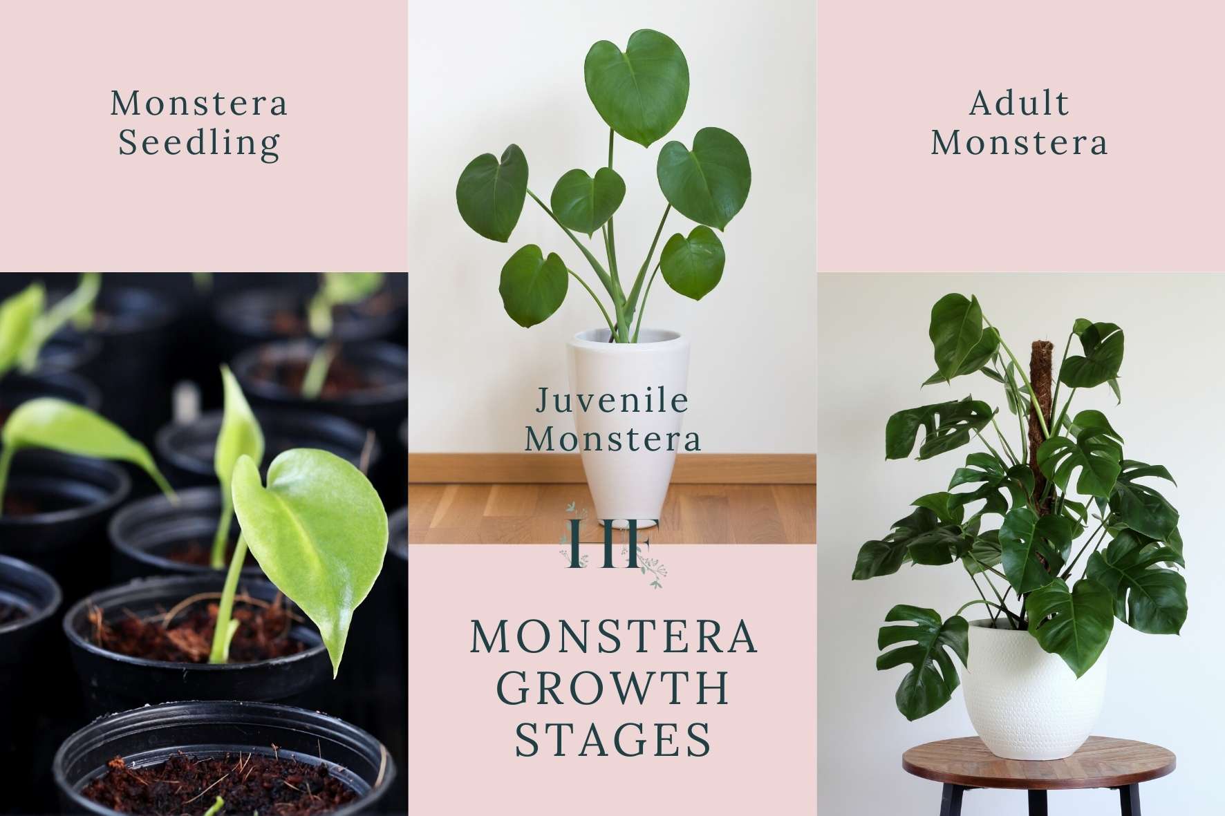 monstera-growth-stages