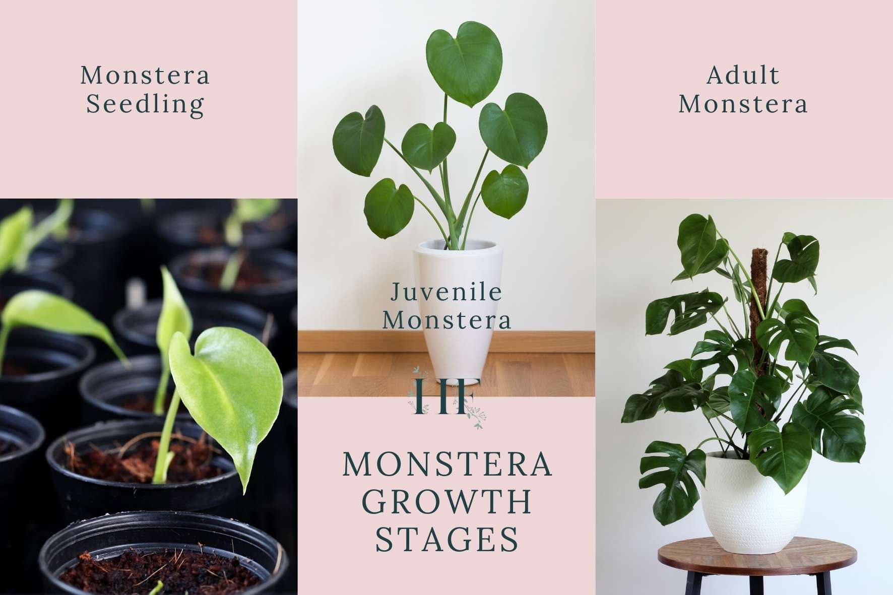 Monstera Growth Rate, Life Cycle and Lifespan Facts and Tips