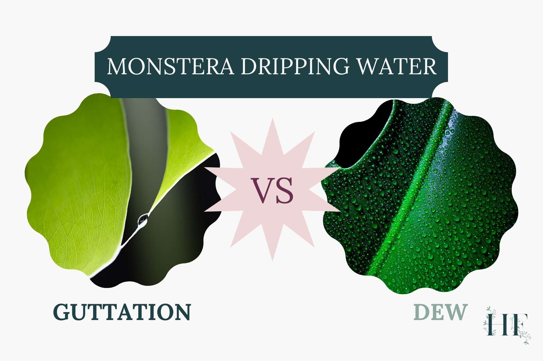 monstera-guttation-vs-dew