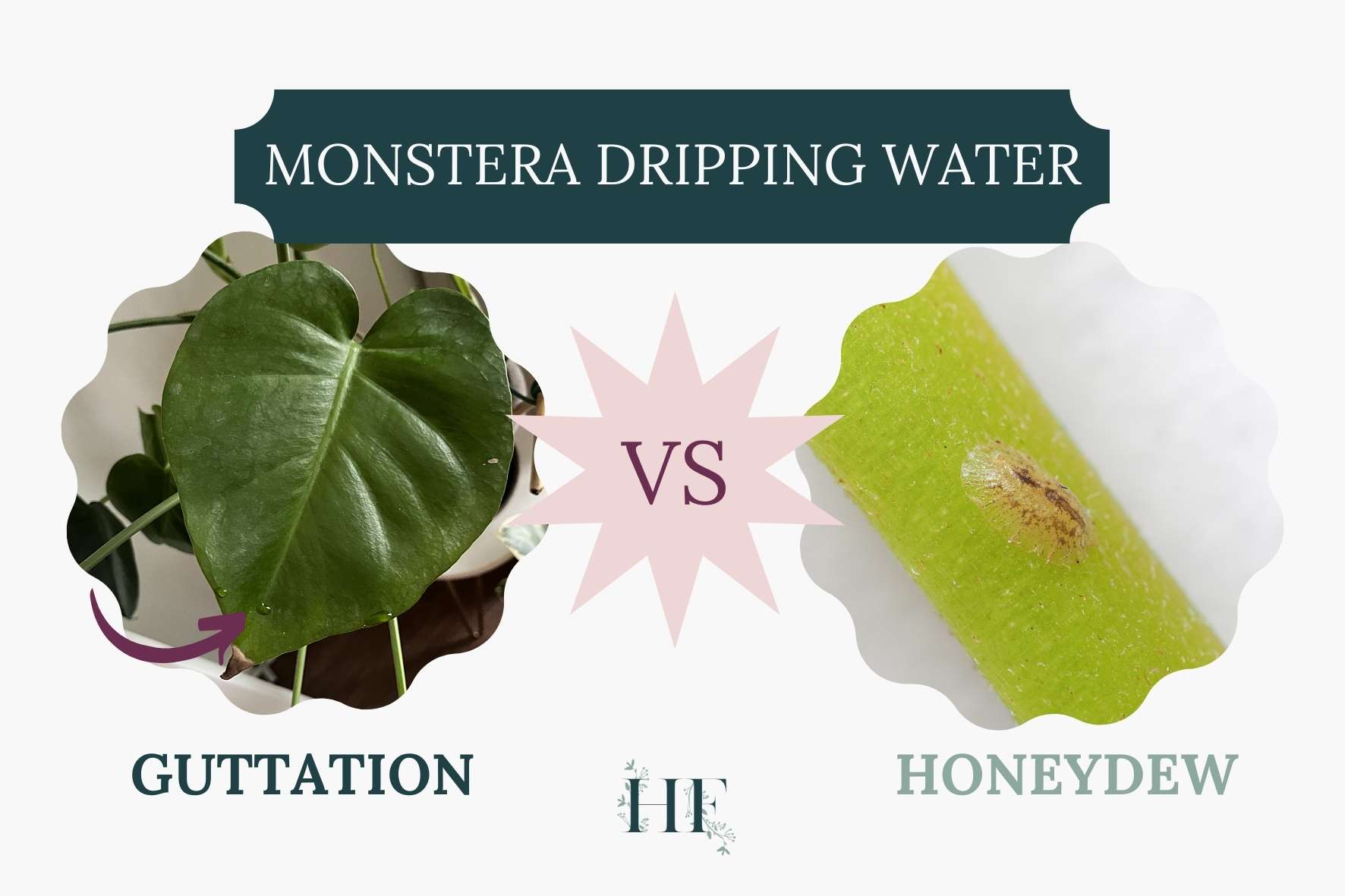 monstera-guttation-vs-honeydew