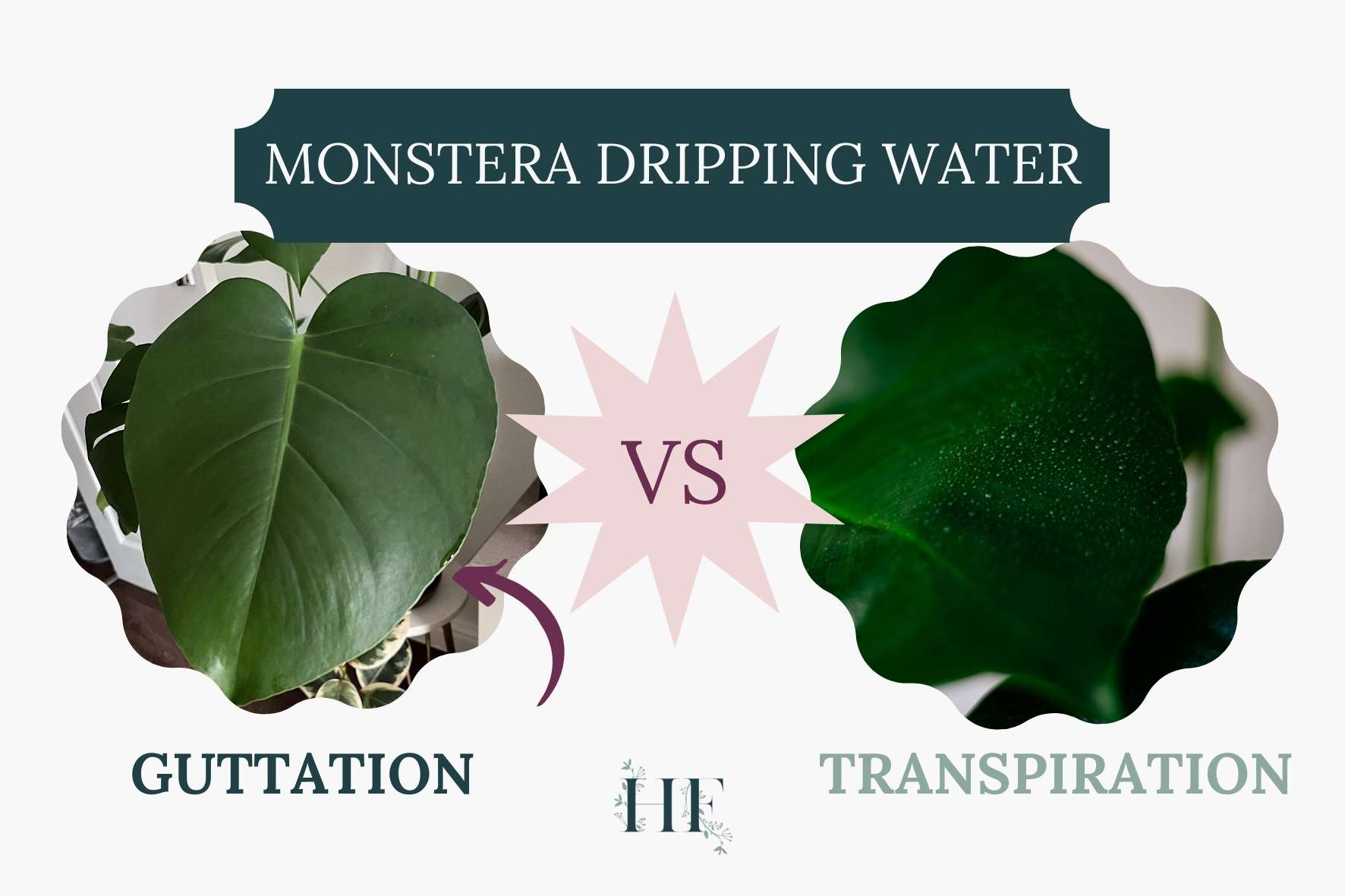 monstera-guttation-vs-transpiration