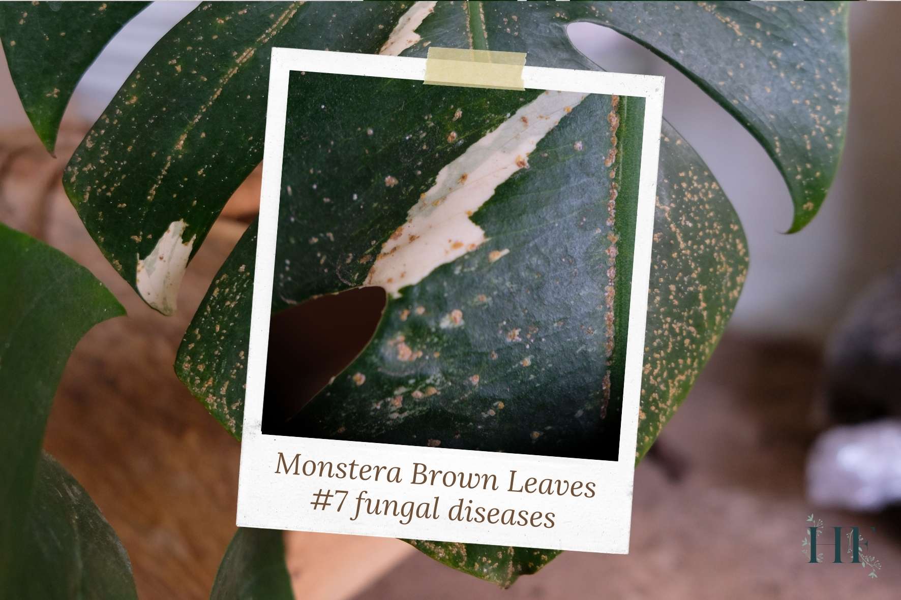 monstera-has-brown-spots