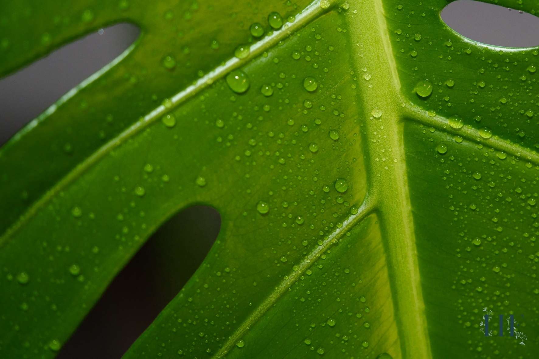 monstera-has-water-on-leaves