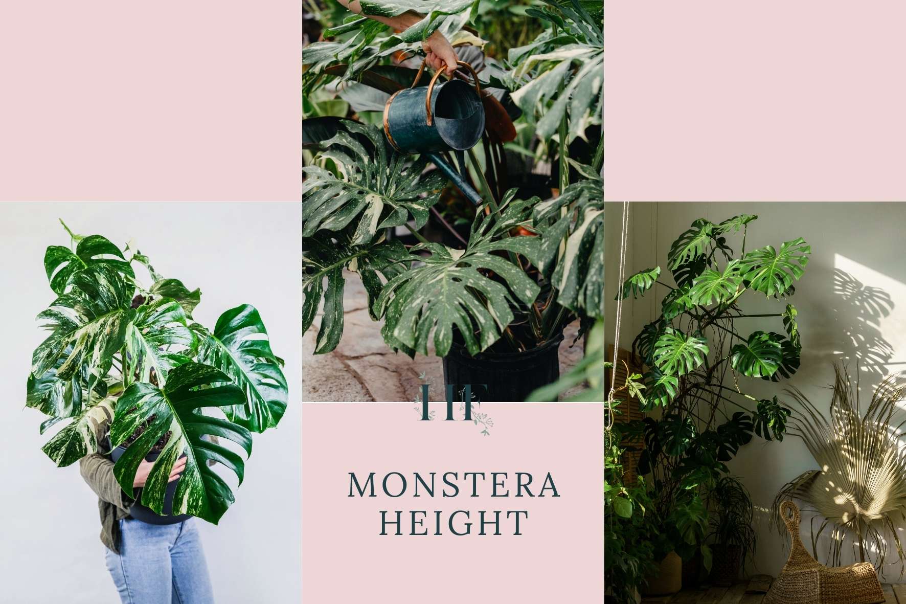 monstera-height