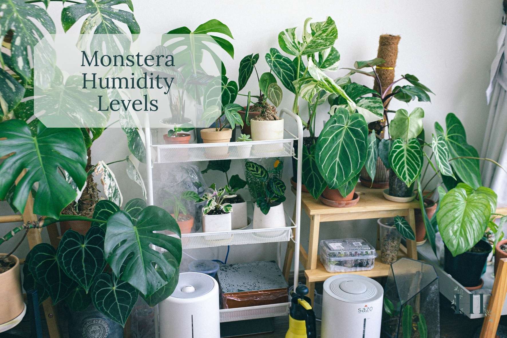 monstera-humidity-level-tips
