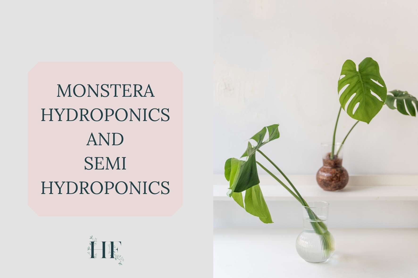 monstera-hydroponics