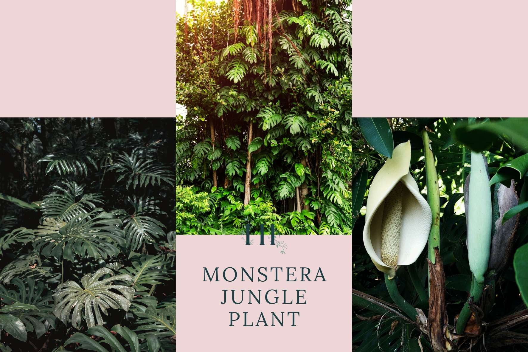 monstera-jungle-plant