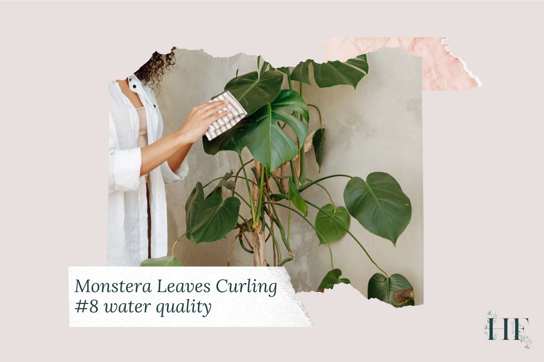 monstera-leaf-curl