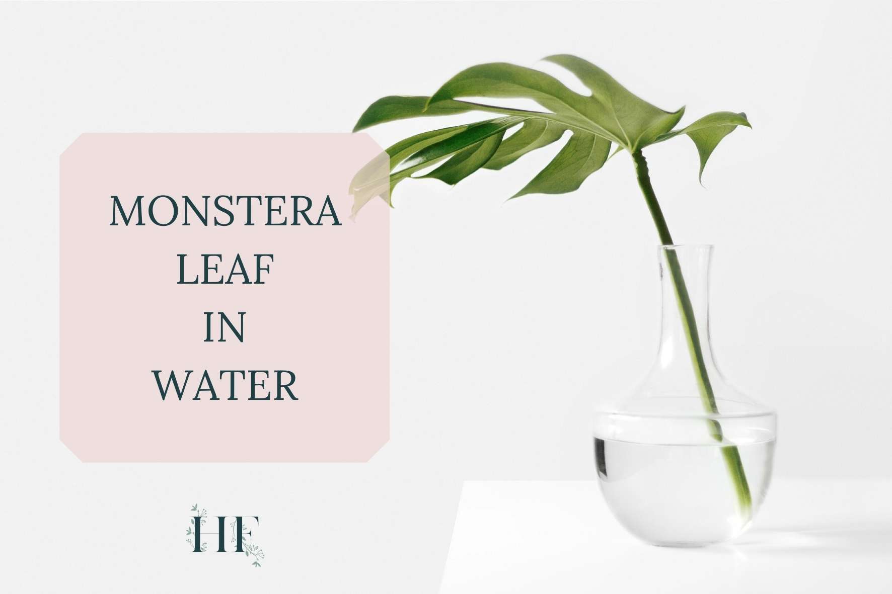 monstera-leaf-in-water
