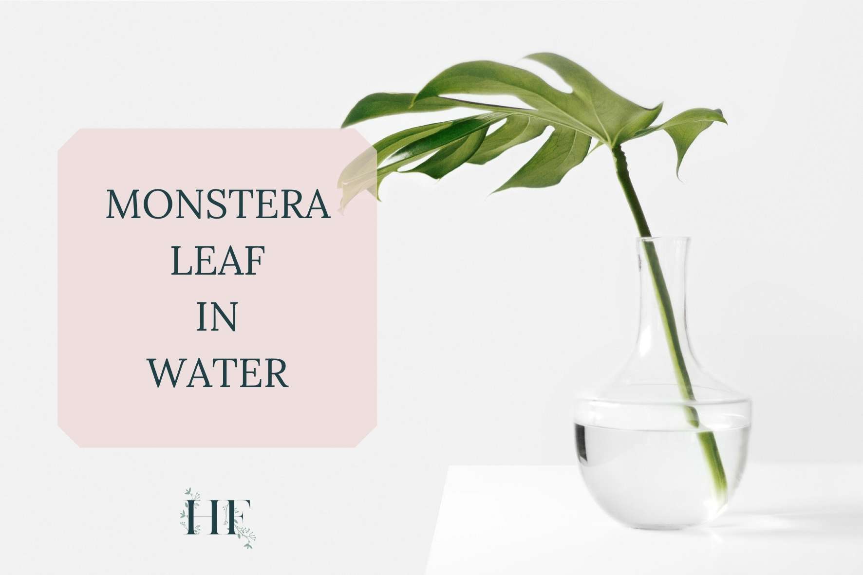 Can You Grow Monstera in Water? And for How Long?