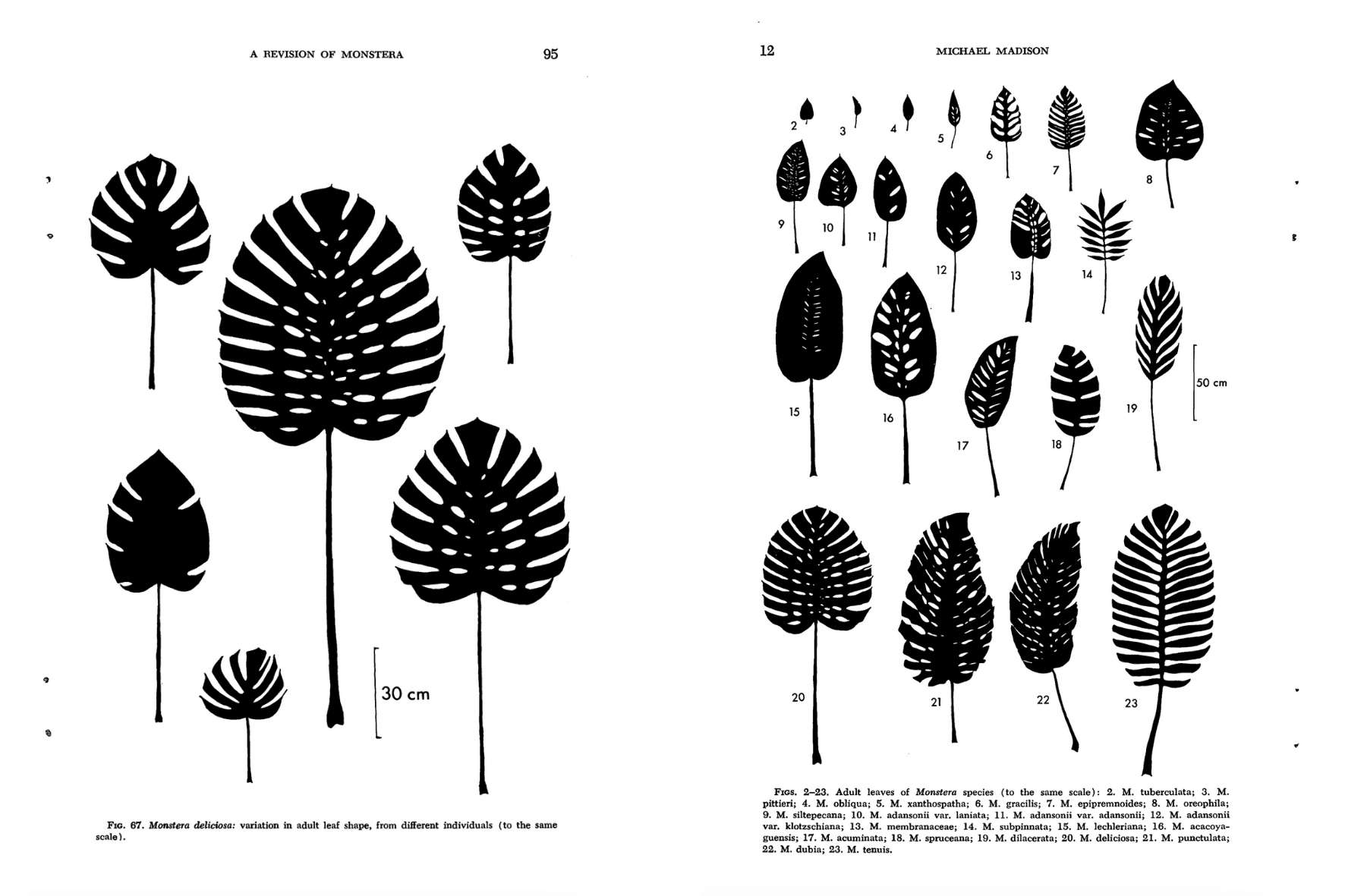 monstera-leaf-types