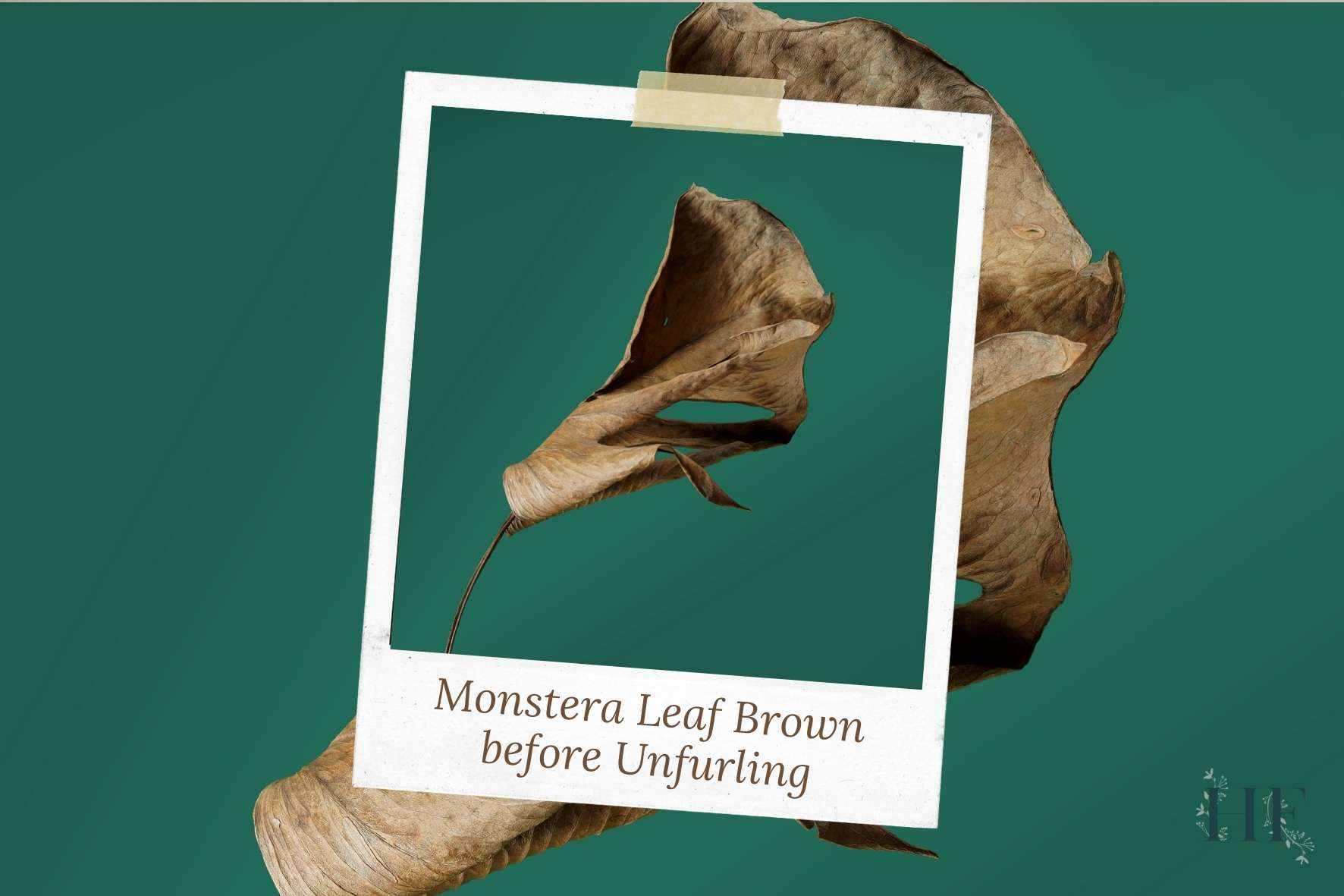 monstera-leaves-brown-before-unfurling
