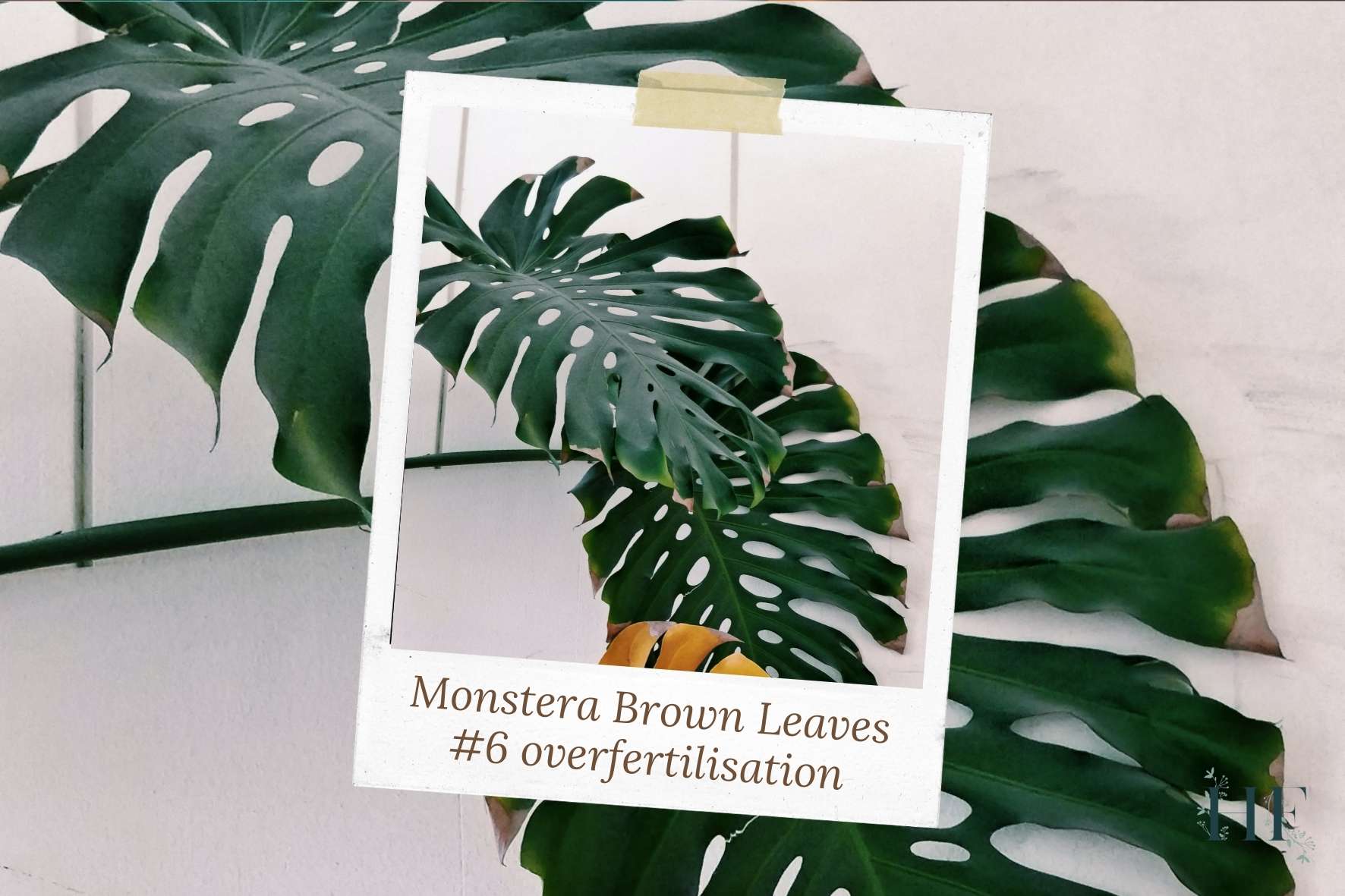 monstera-leaves-brown-edges