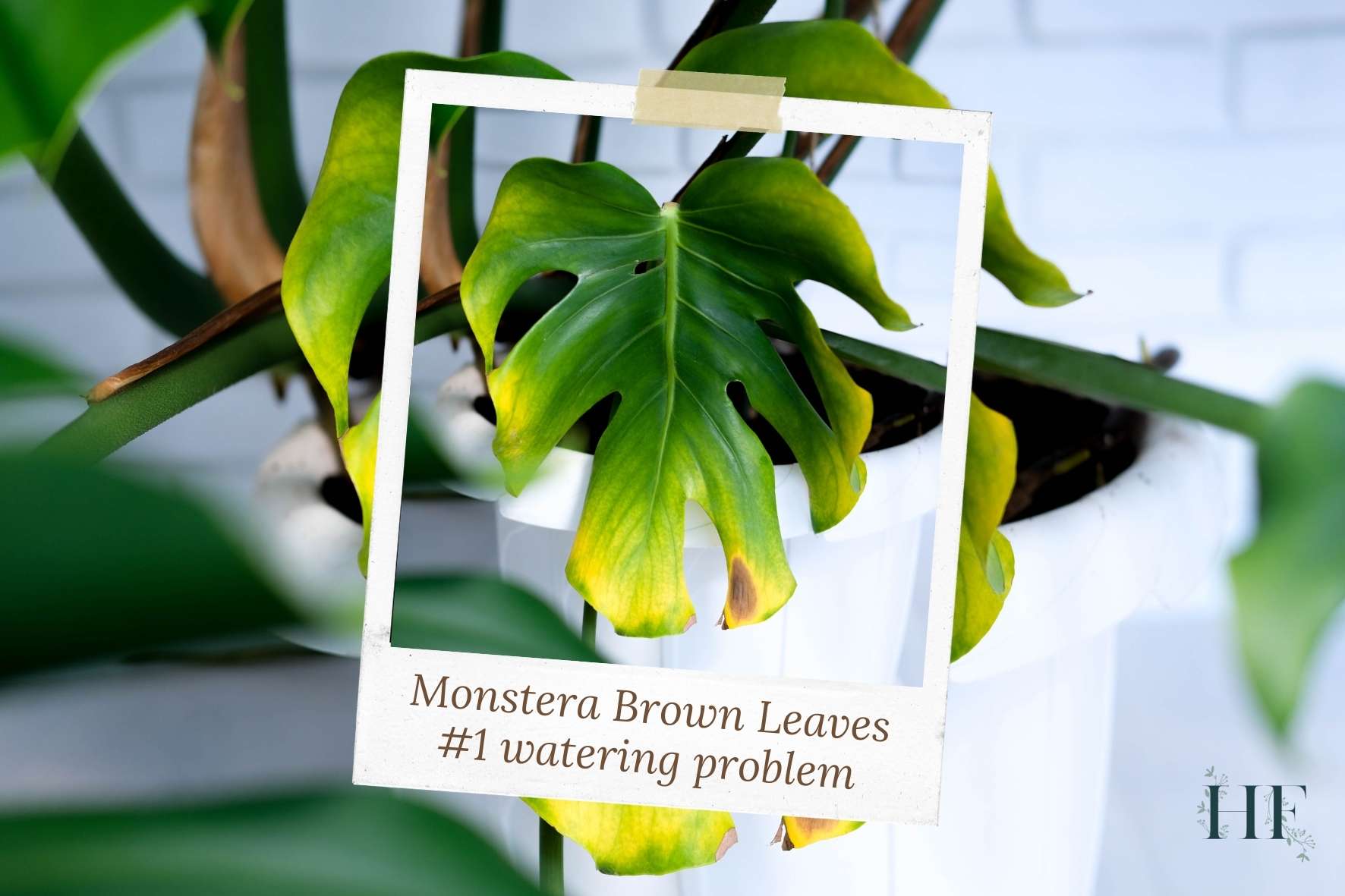 monstera-leaves-brown-spots