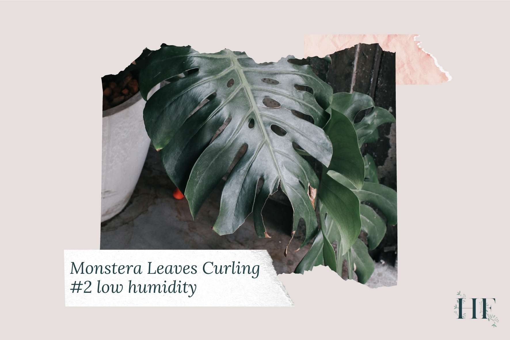 monstera-leaves-curling-and-drooping