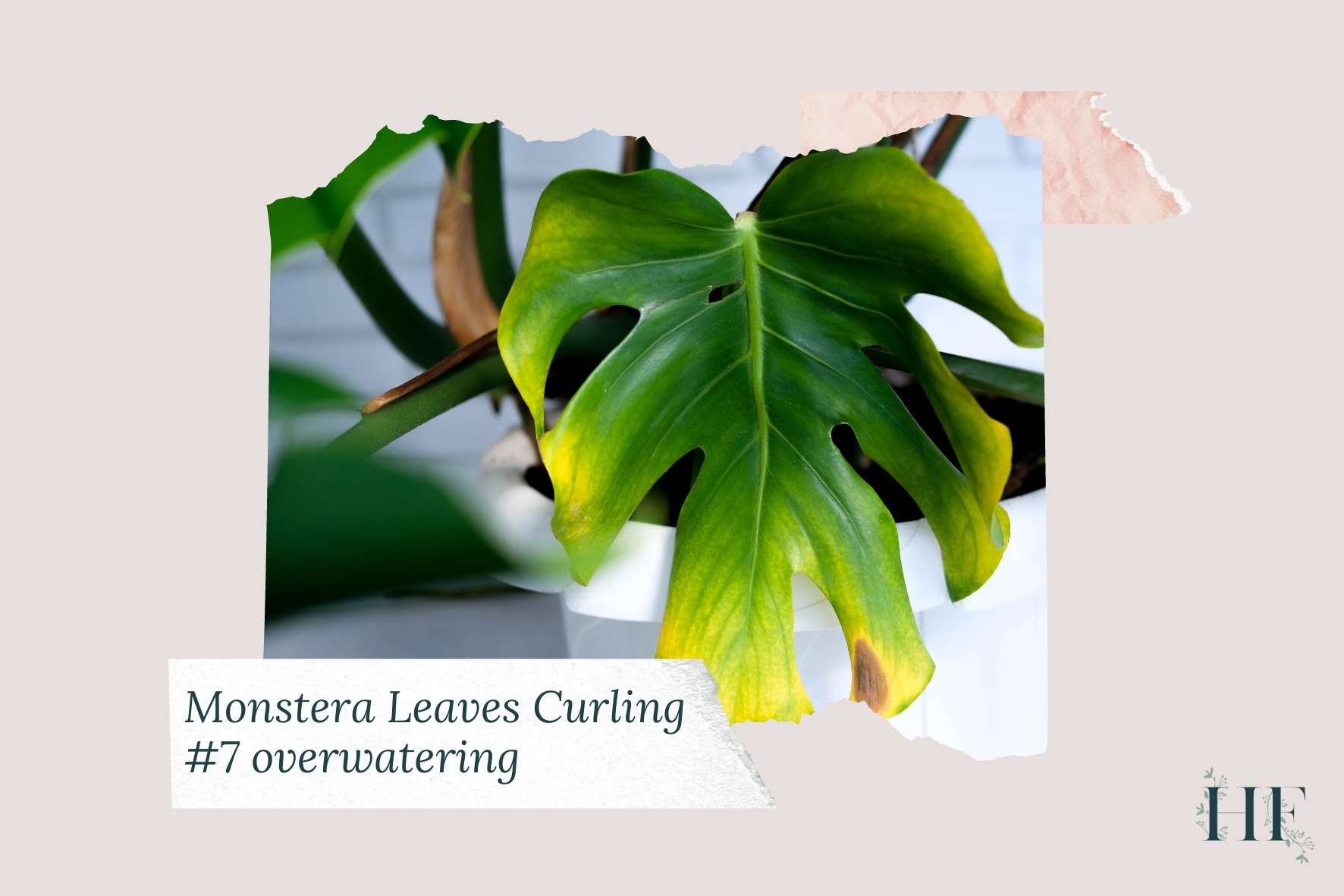 monstera-leaves-curling-and-turning-yellow