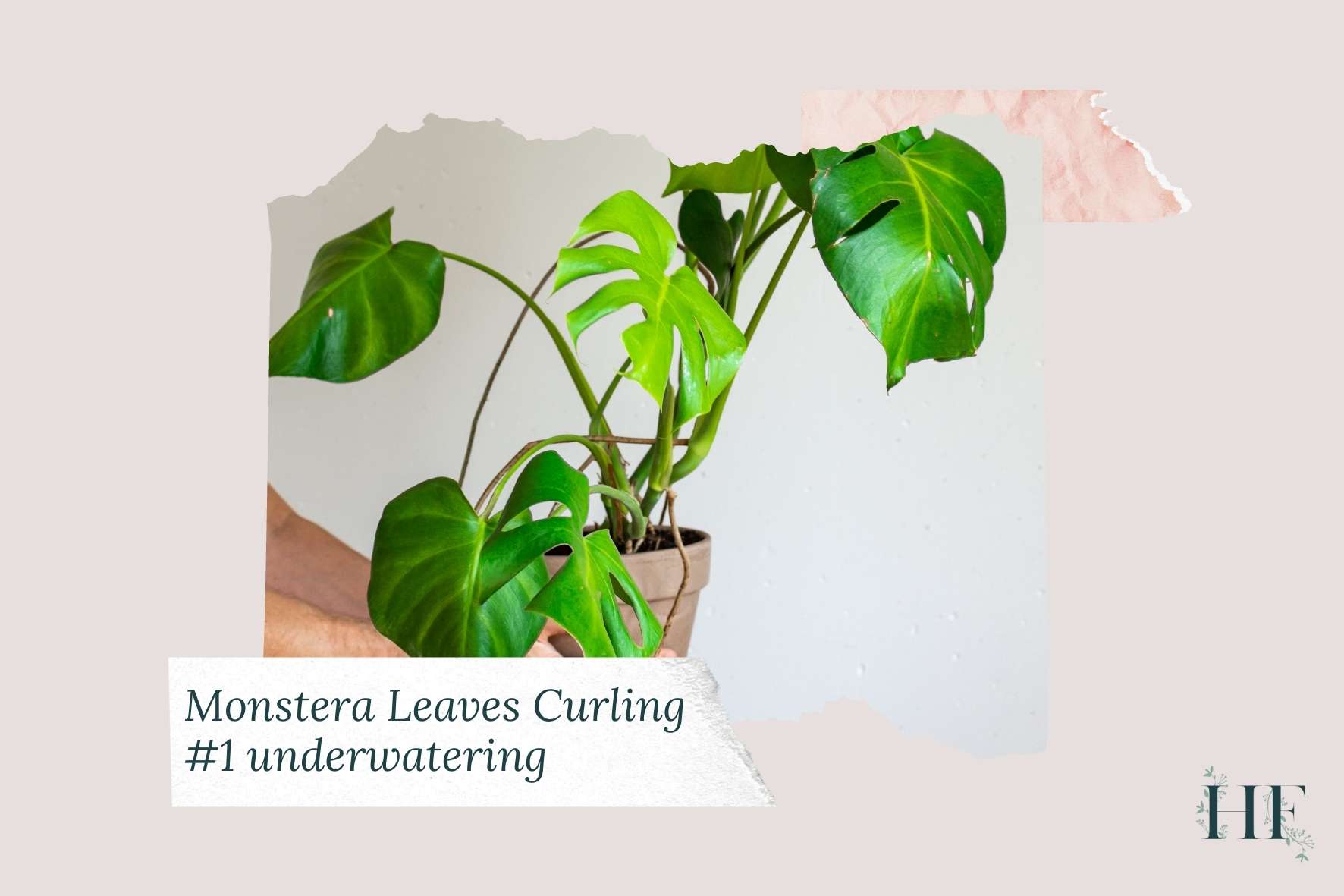 monstera-leaves-curling-down-and-turning-brown