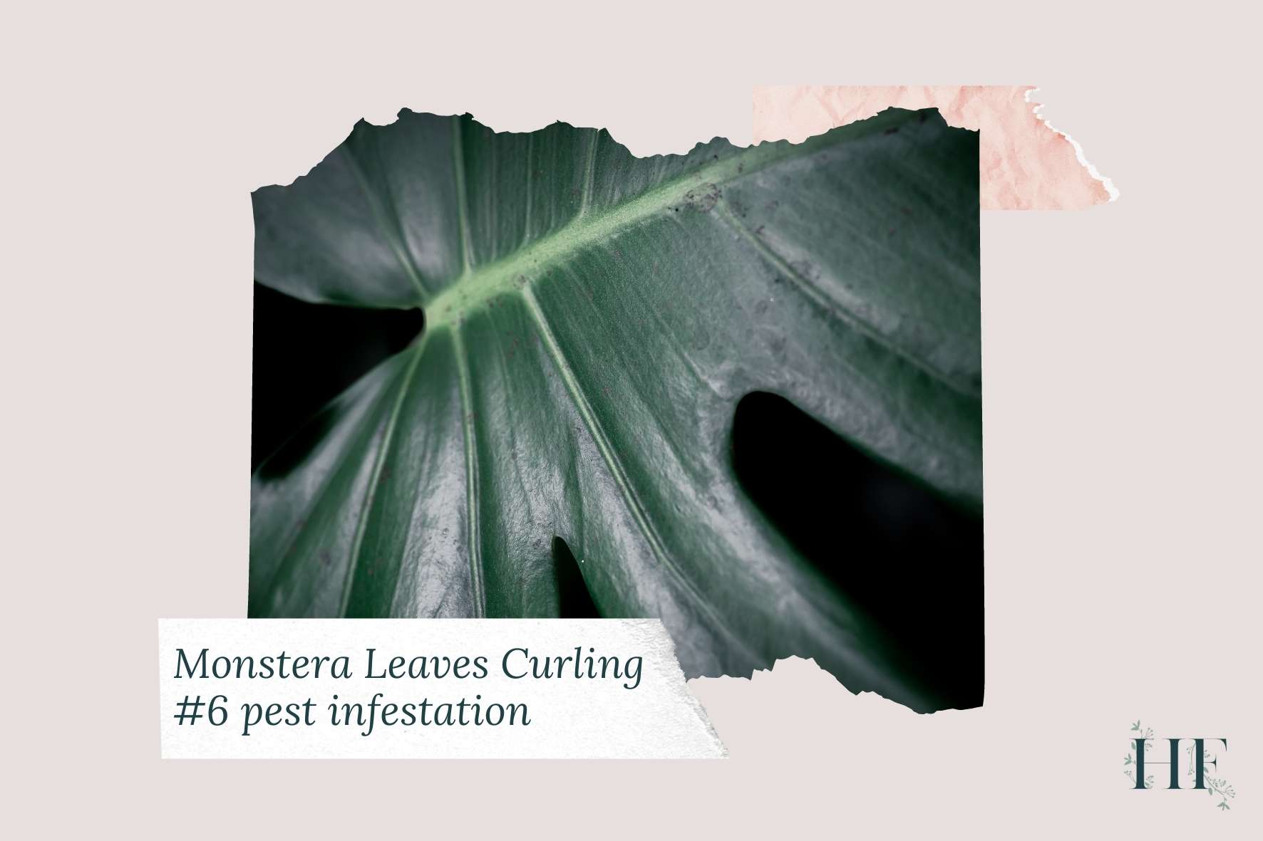 monstera-leaves-curling-down