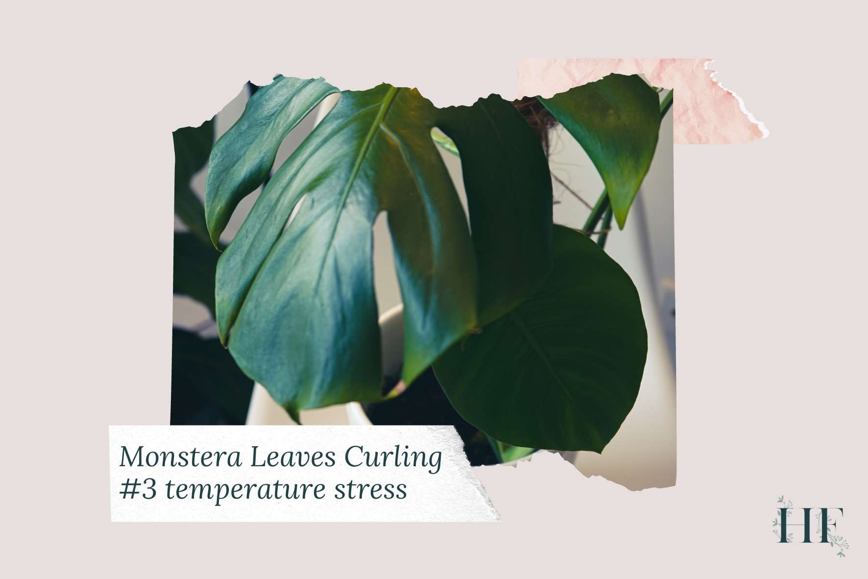 monstera-leaves-curling-inward