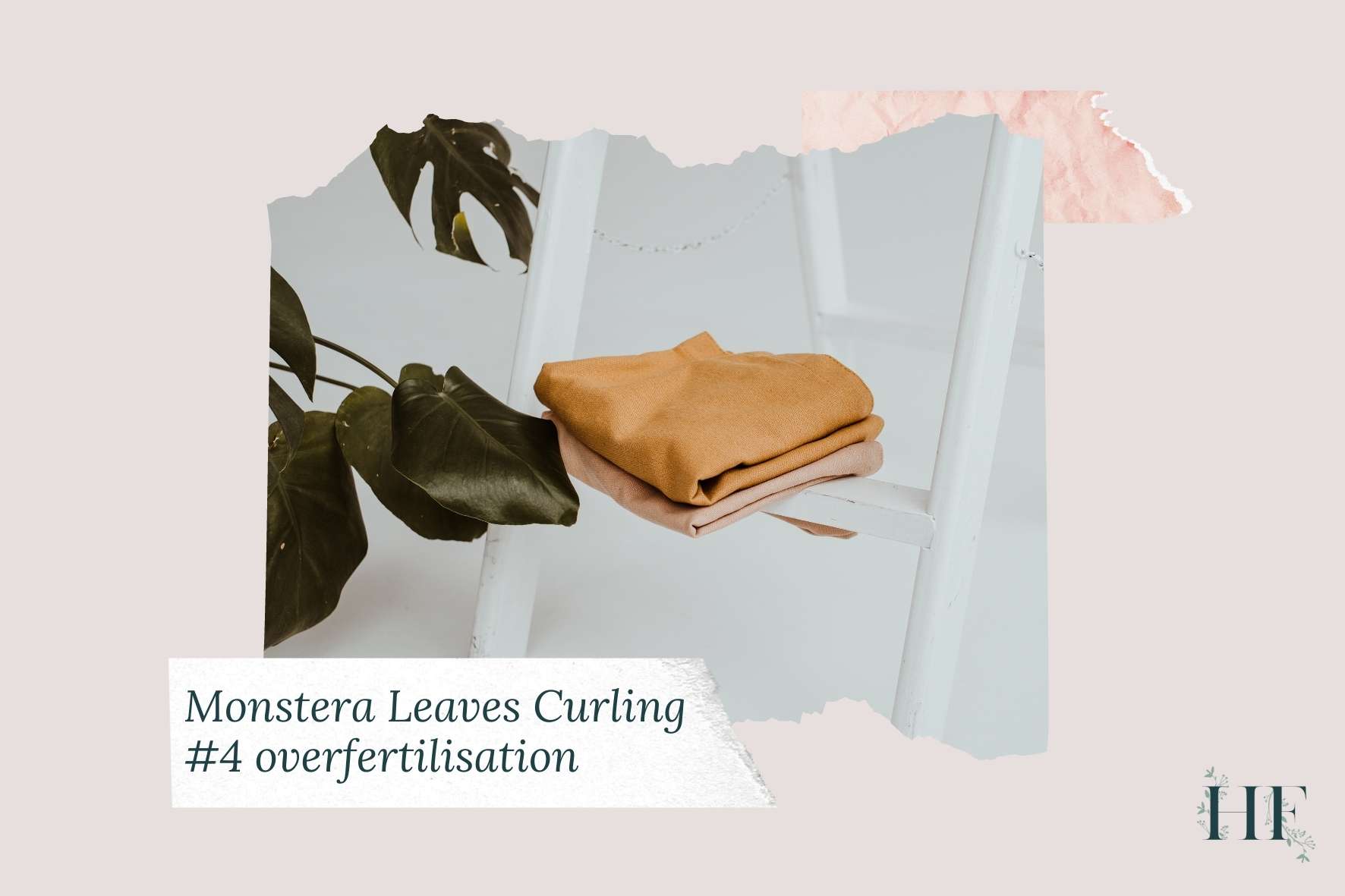 monstera-leaves-curling-outward