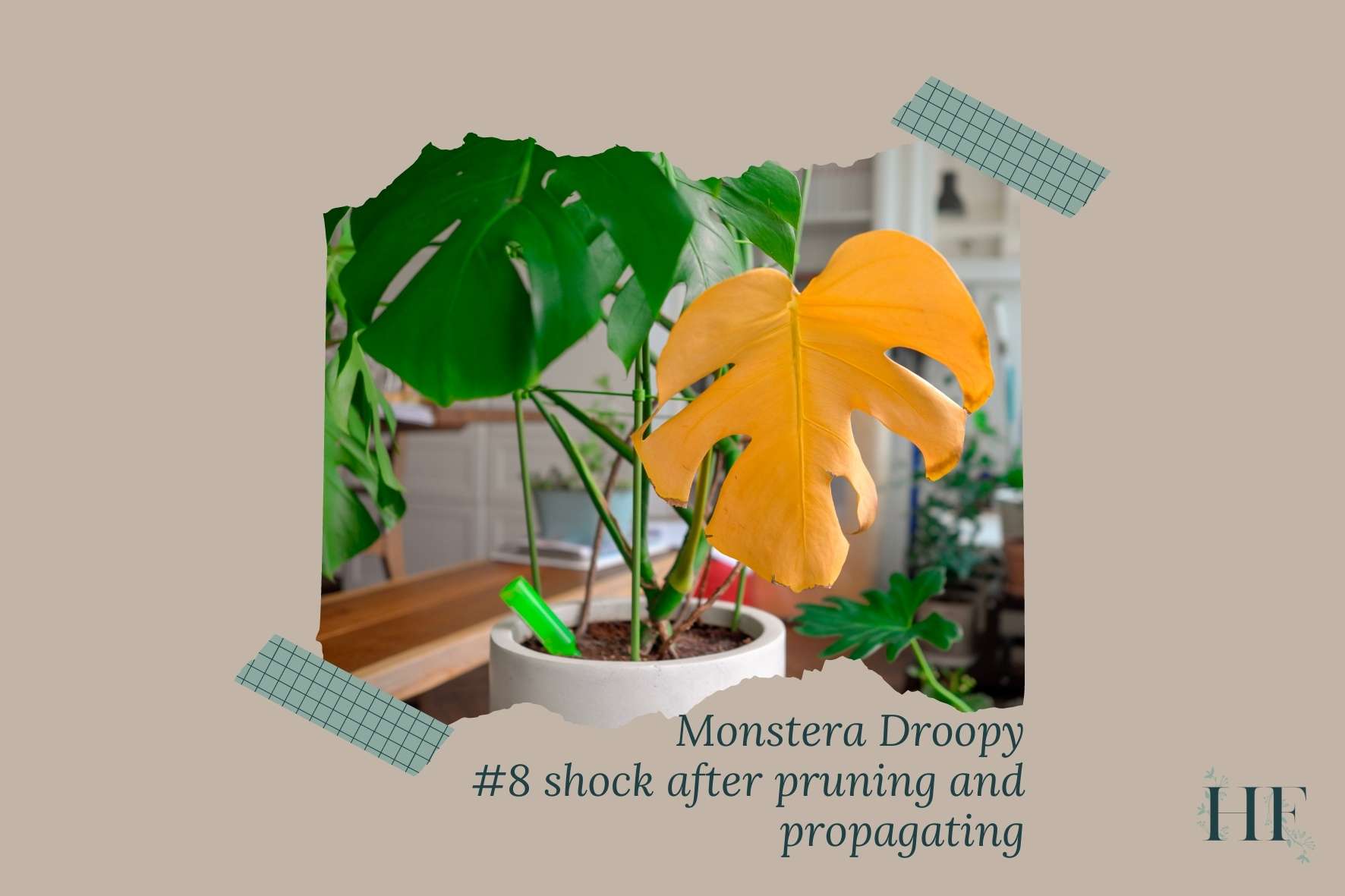 monstera-leaves-drooping-after-pruning-and-propagating