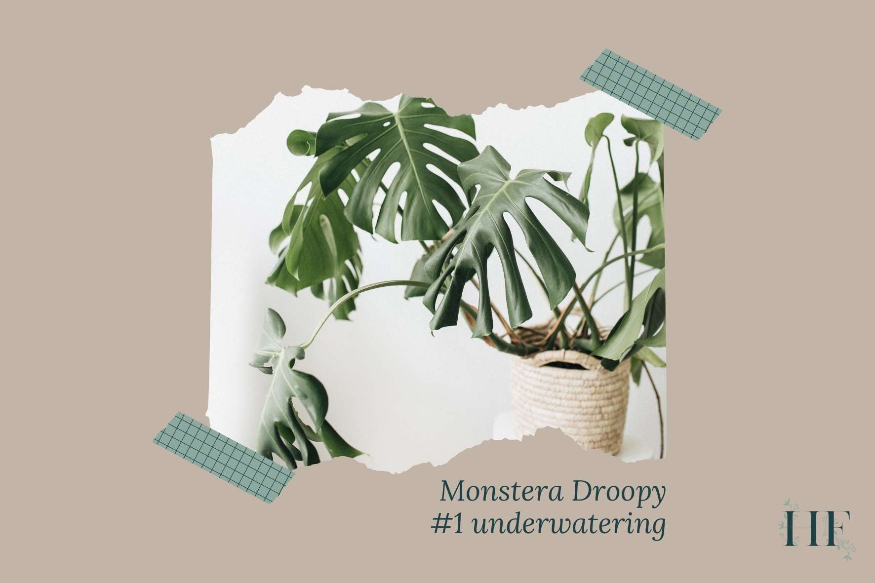 monstera-leaves-drooping-and-turning-yellow