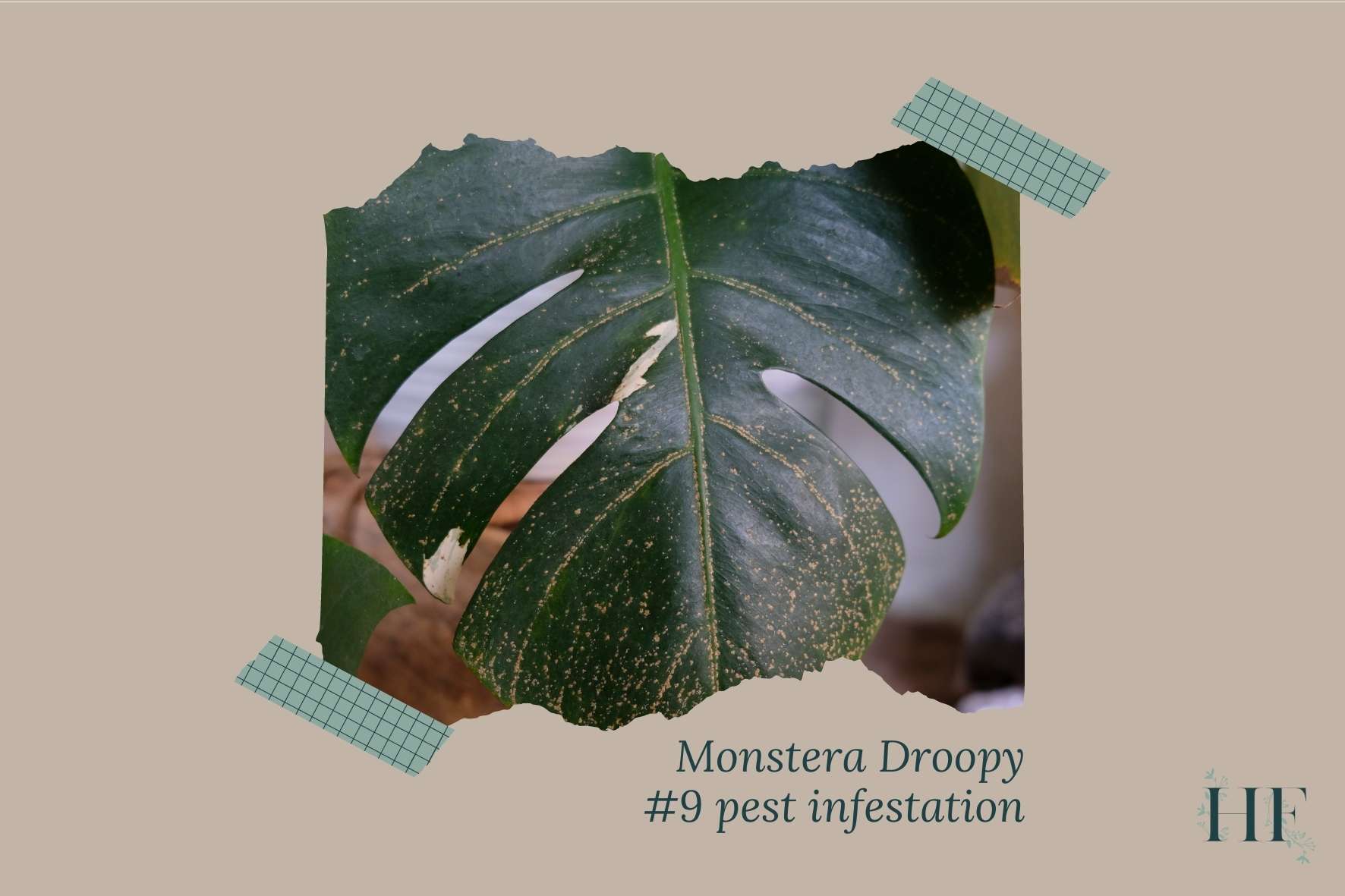 monstera-leaves-drooping-with-yellow-spots