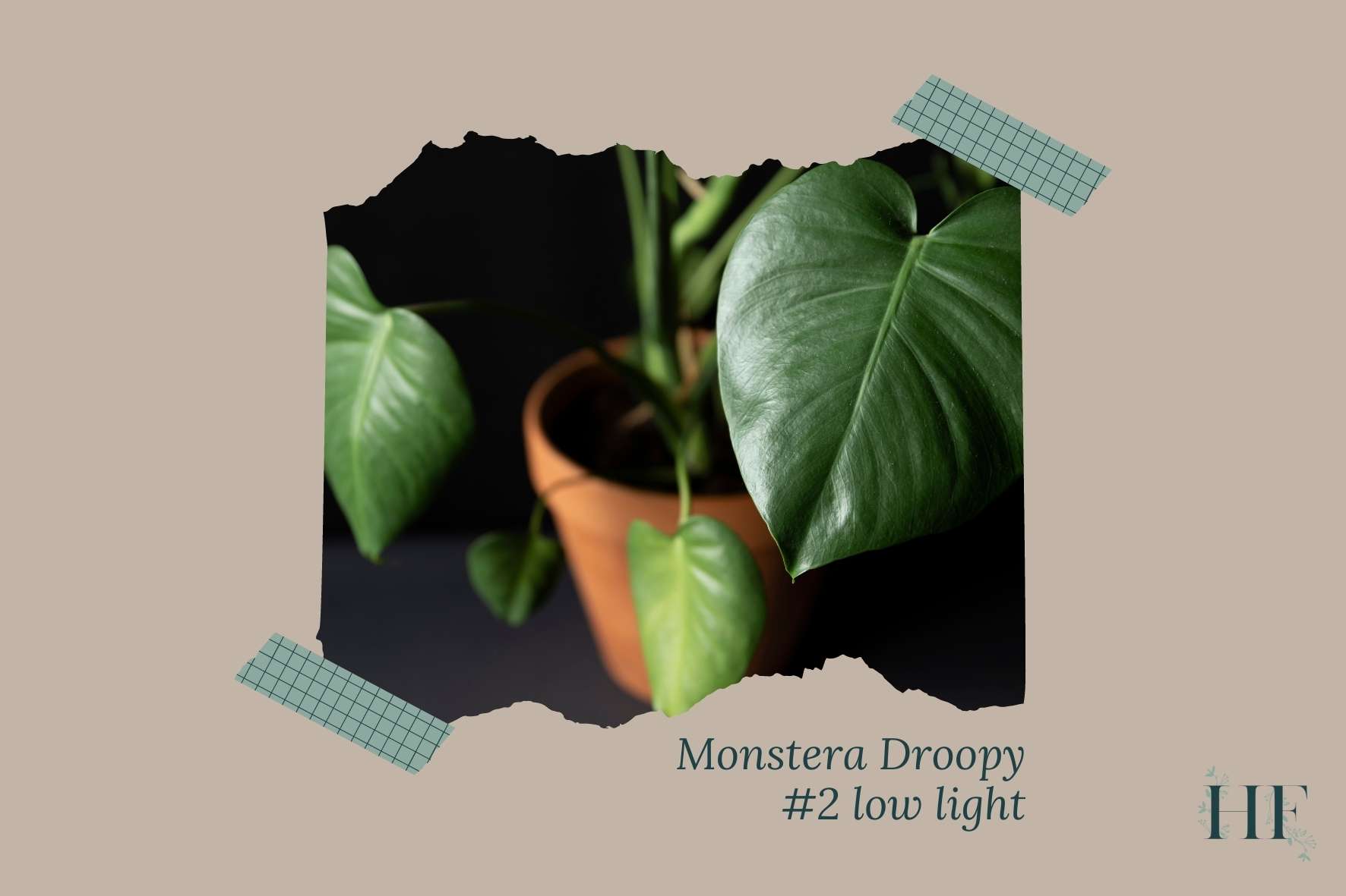 monstera-leaves-drooping