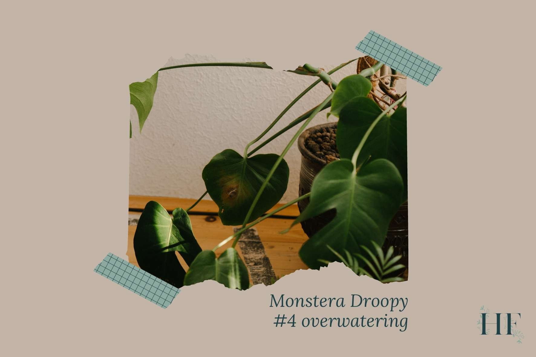 monstera-leaves-wilting