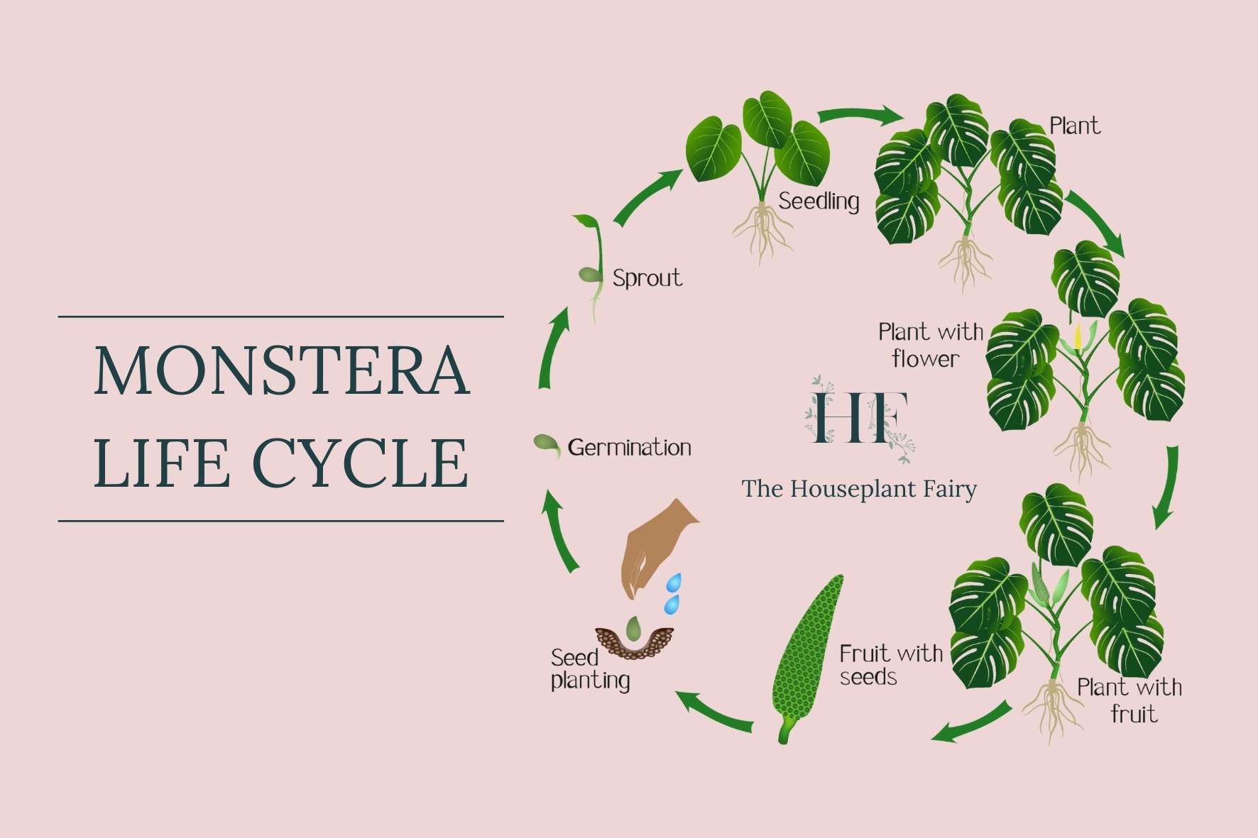 Monstera Growth Rate, Life Cycle and Lifespan Facts and Tips