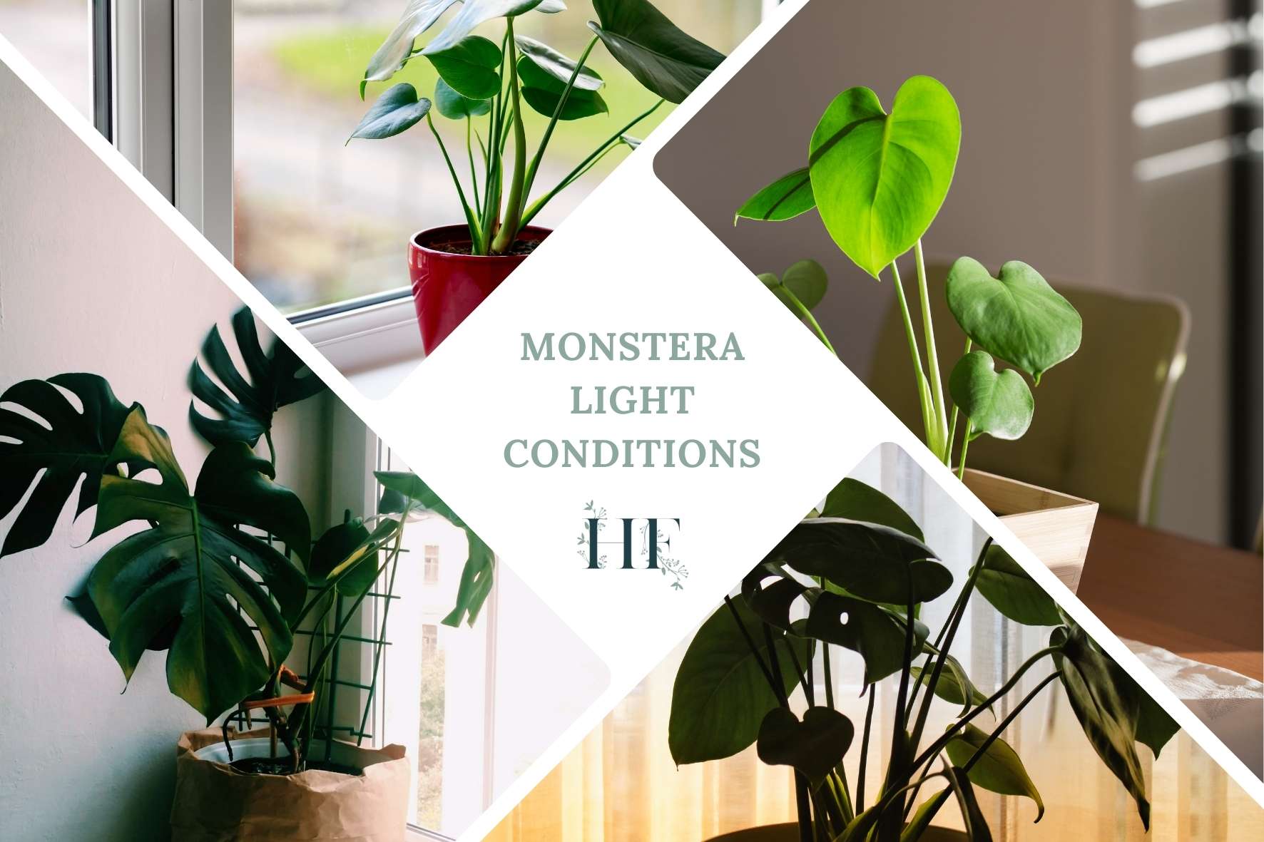 Monstera How Much Light